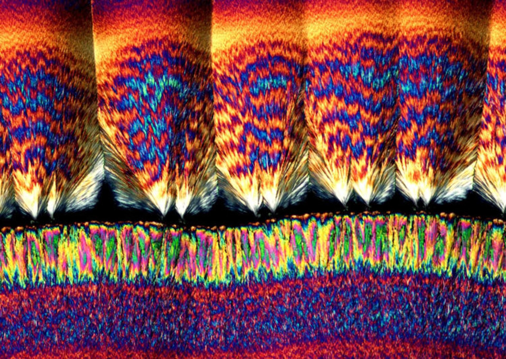 دنیای کوچک نیکون / Nikon Small World