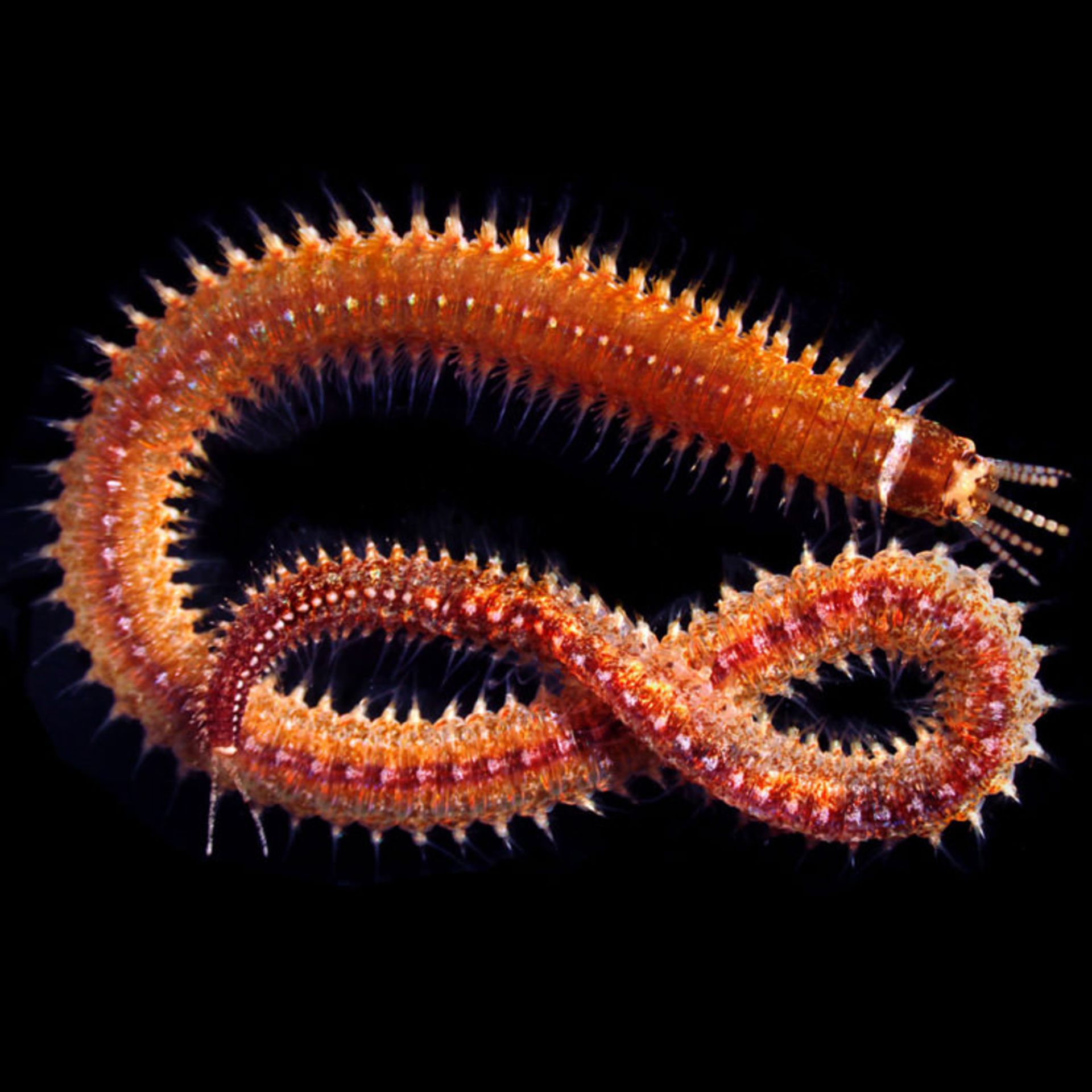 دنیای کوچک نیکون / Nikon Small World