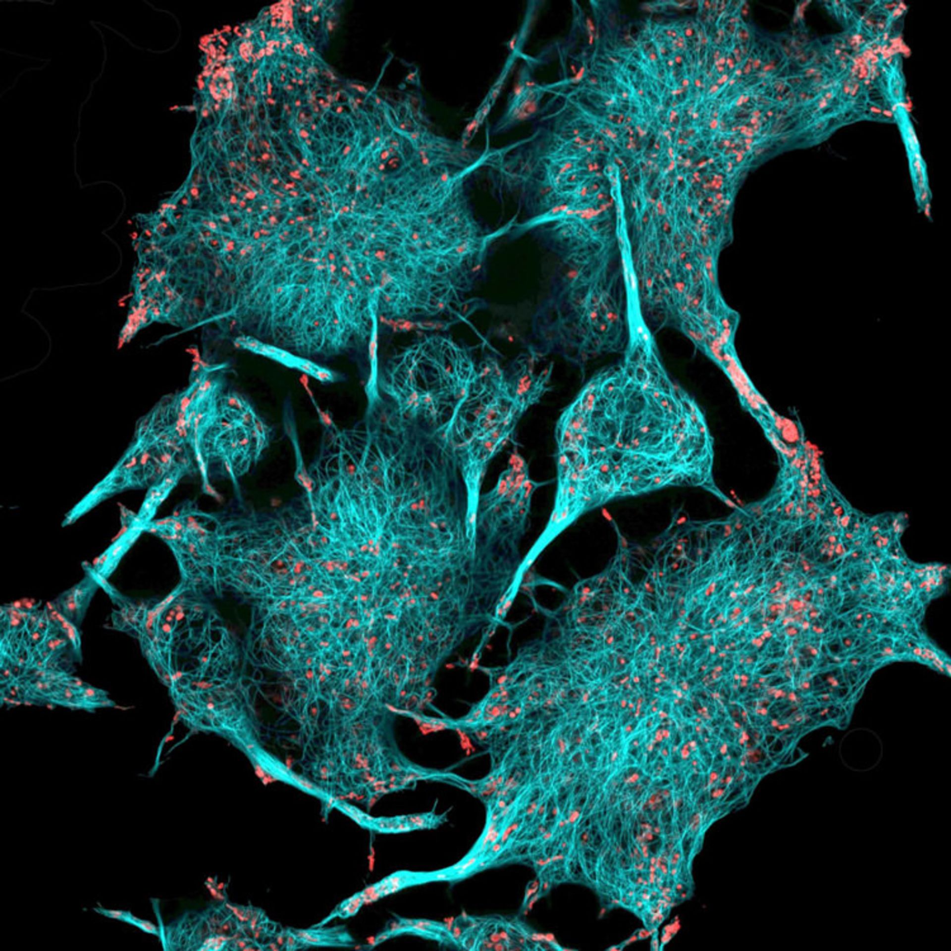 دنیای کوچک نیکون / Nikon Small World