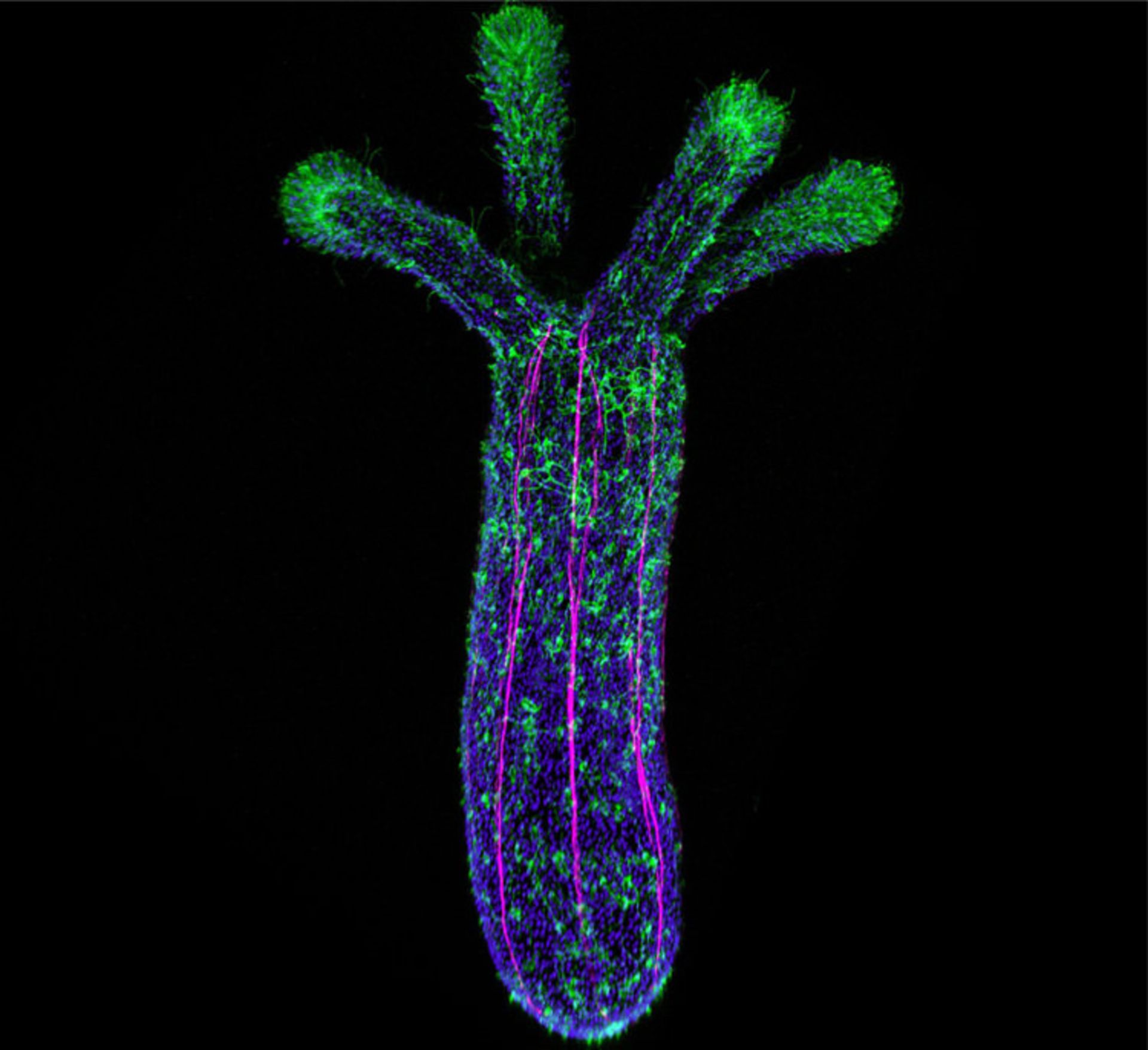 دنیای کوچک نیکون / Nikon Small World
