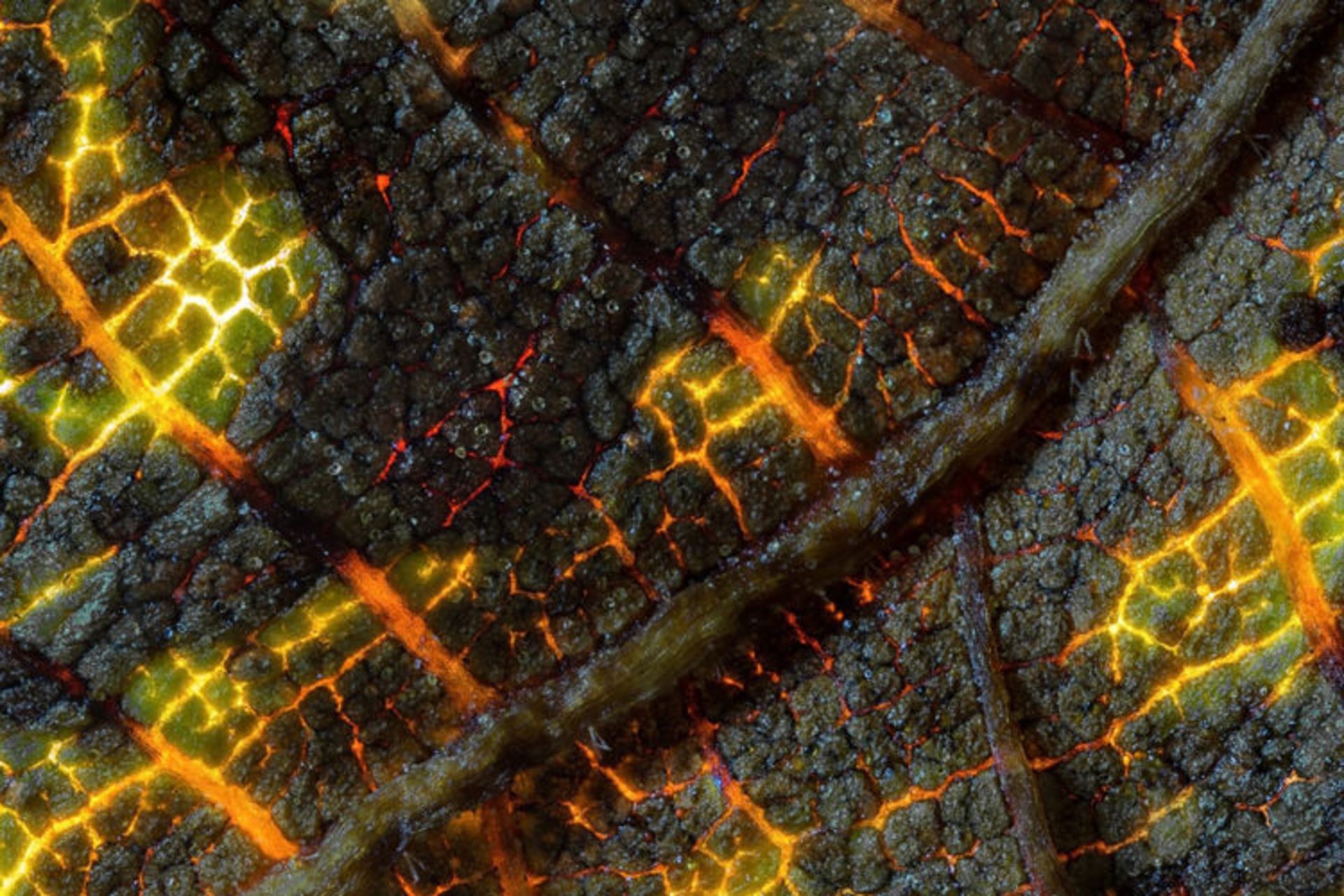 دنیای کوچک نیکون / Nikon Small World