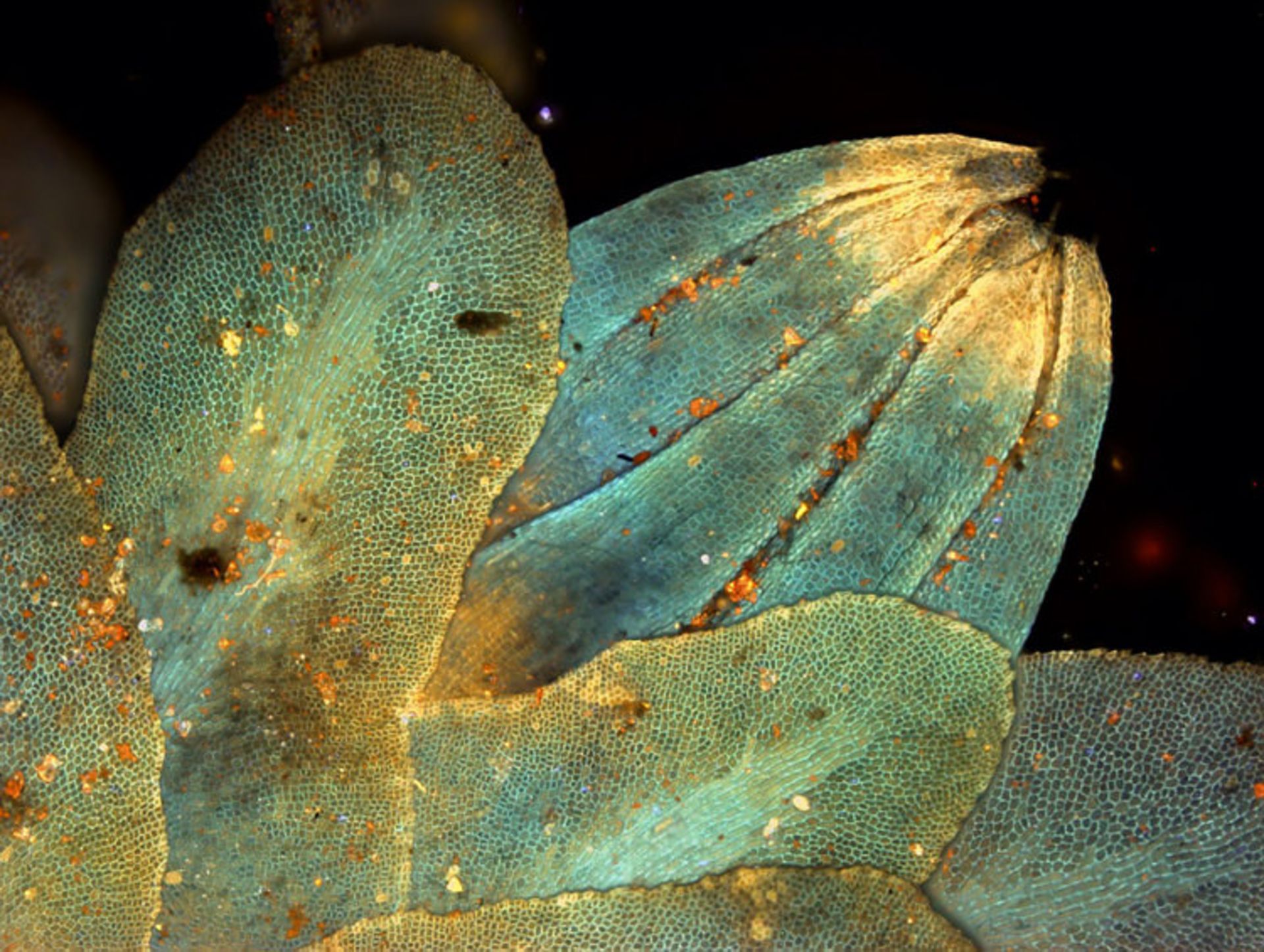 دنیای کوچک نیکون / Nikon Small World