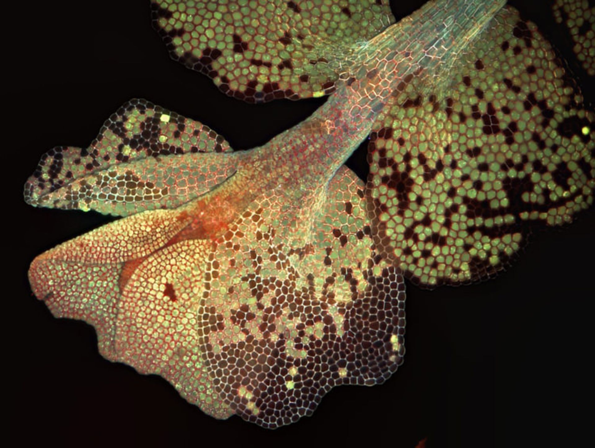 دنیای کوچک نیکون / Nikon Small World