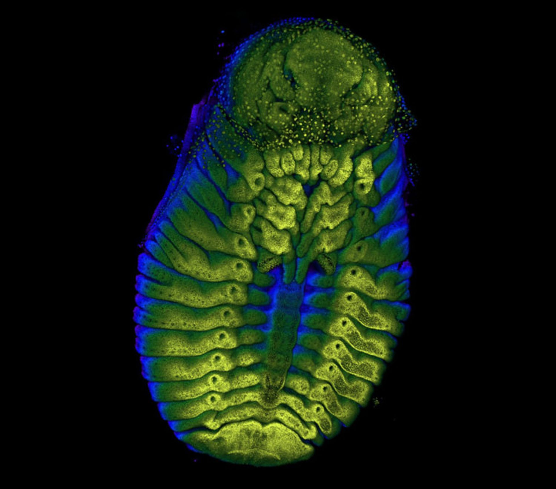 دنیای کوچک نیکون / Nikon Small World
