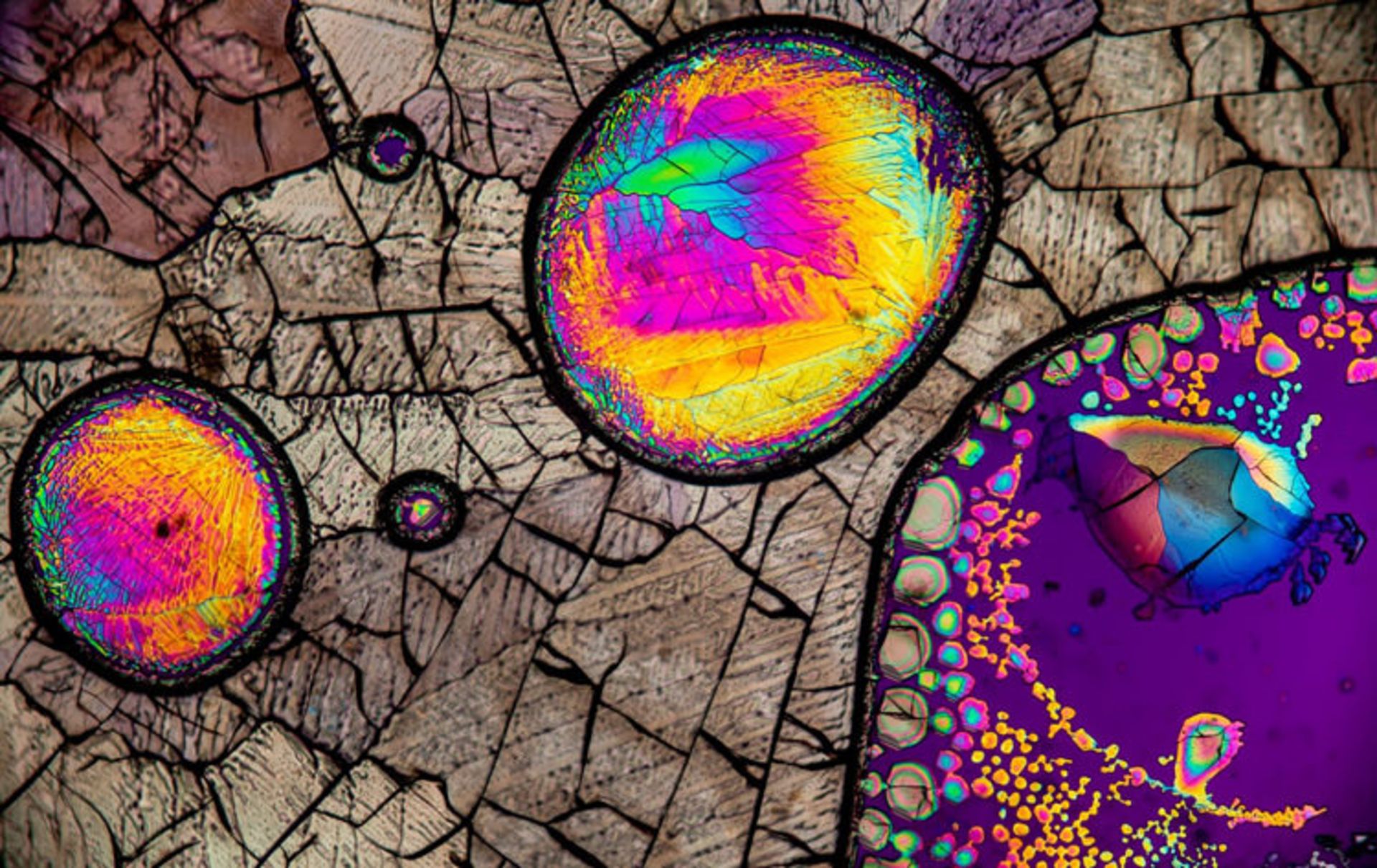 دنیای کوچک نیکون / Nikon Small World