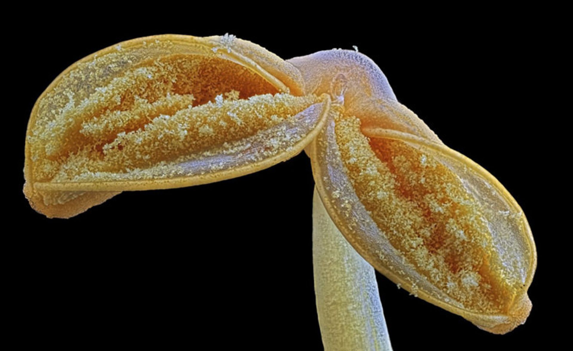 دنیای کوچک نیکون / Nikon Small World