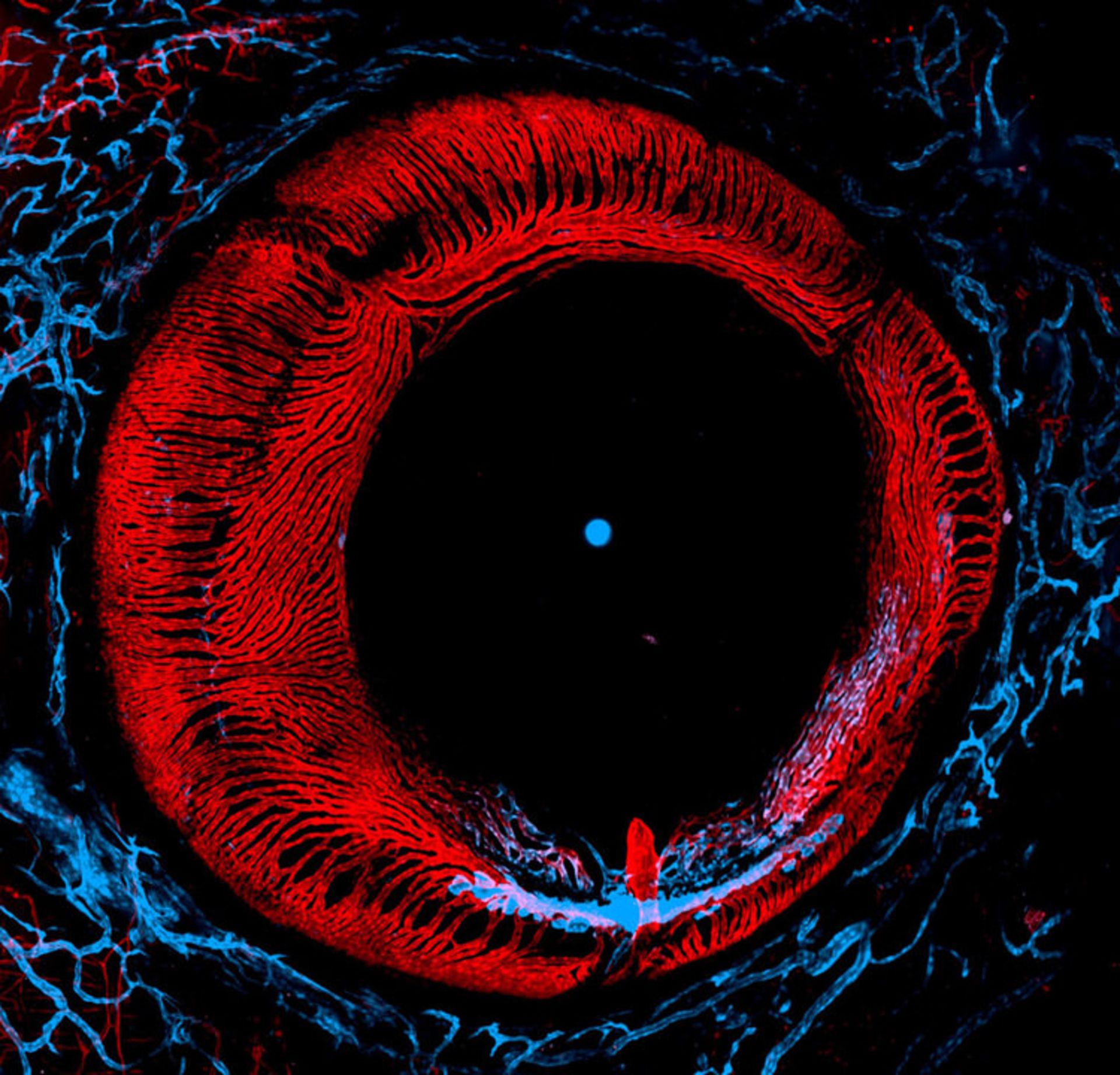 دنیای کوچک نیکون / Nikon Small World