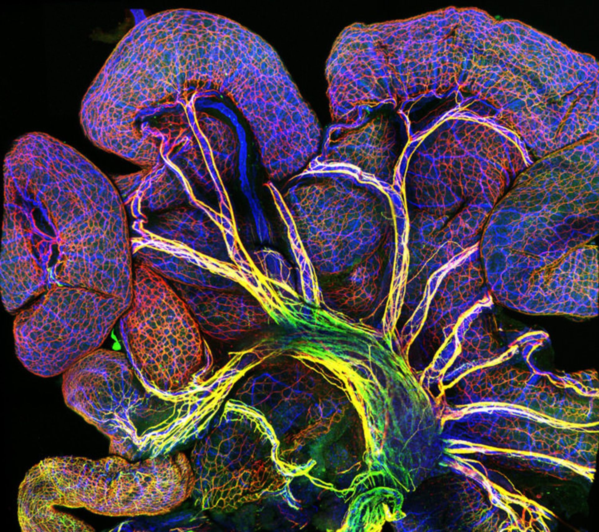 دنیای کوچک نیکون / Nikon Small World