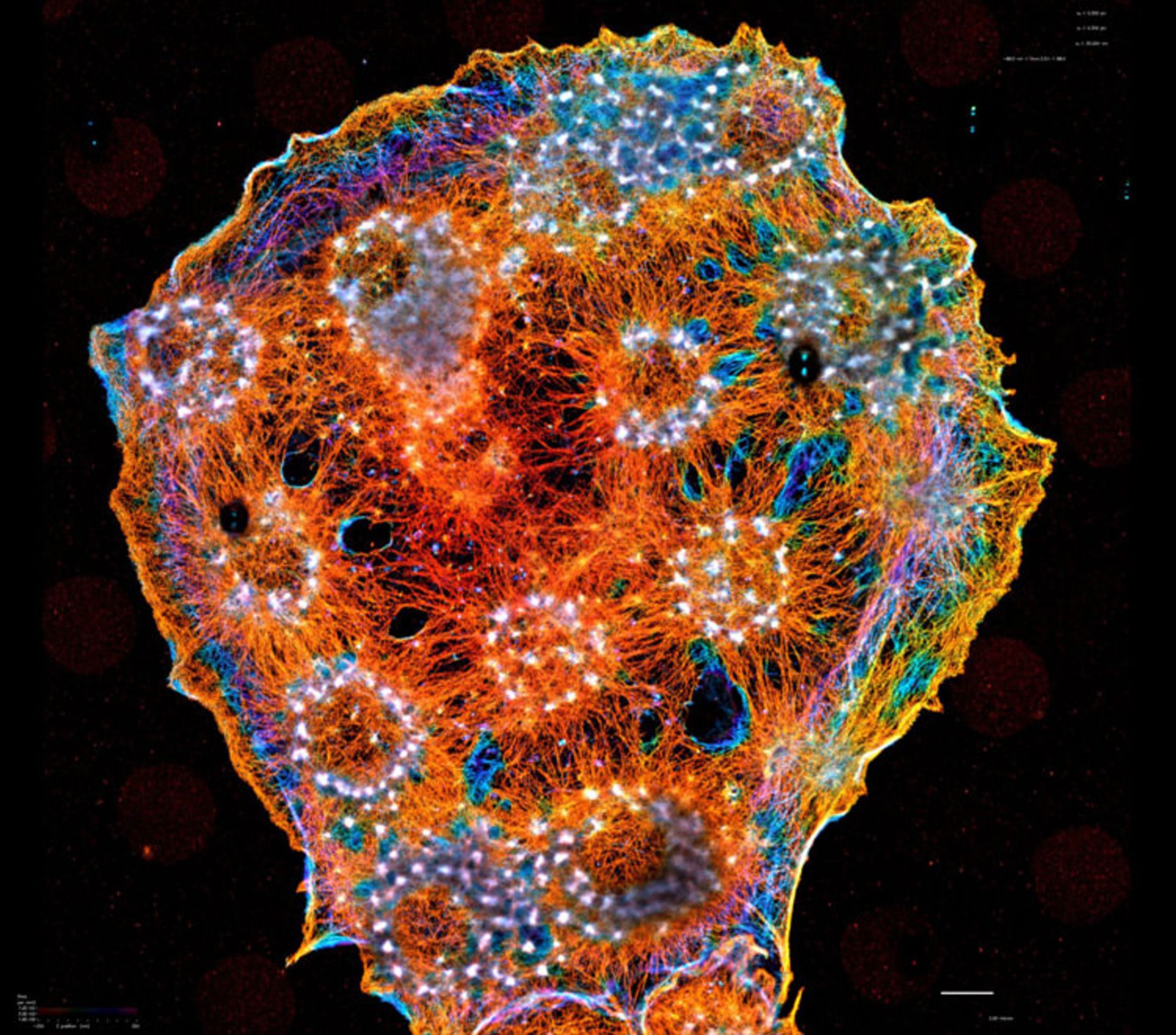 دنیای کوچک نیکون / Nikon Small World