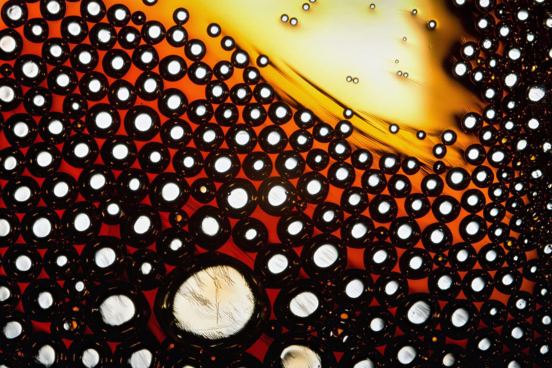 دنیای کوچک نیکون / Nikon Small World