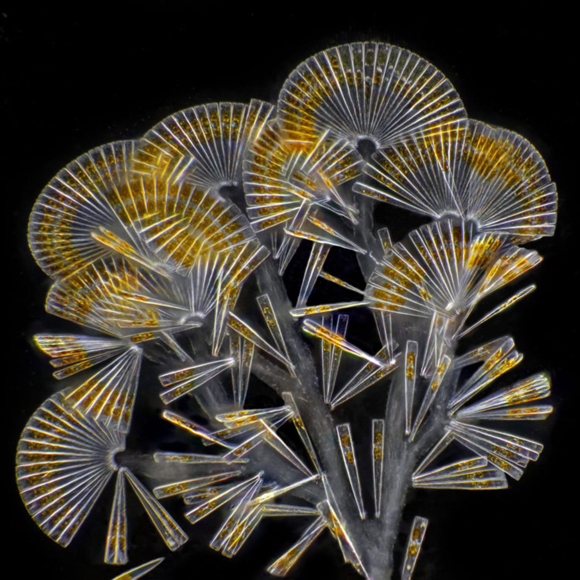 دنیای کوچک نیکون / Nikon Small World