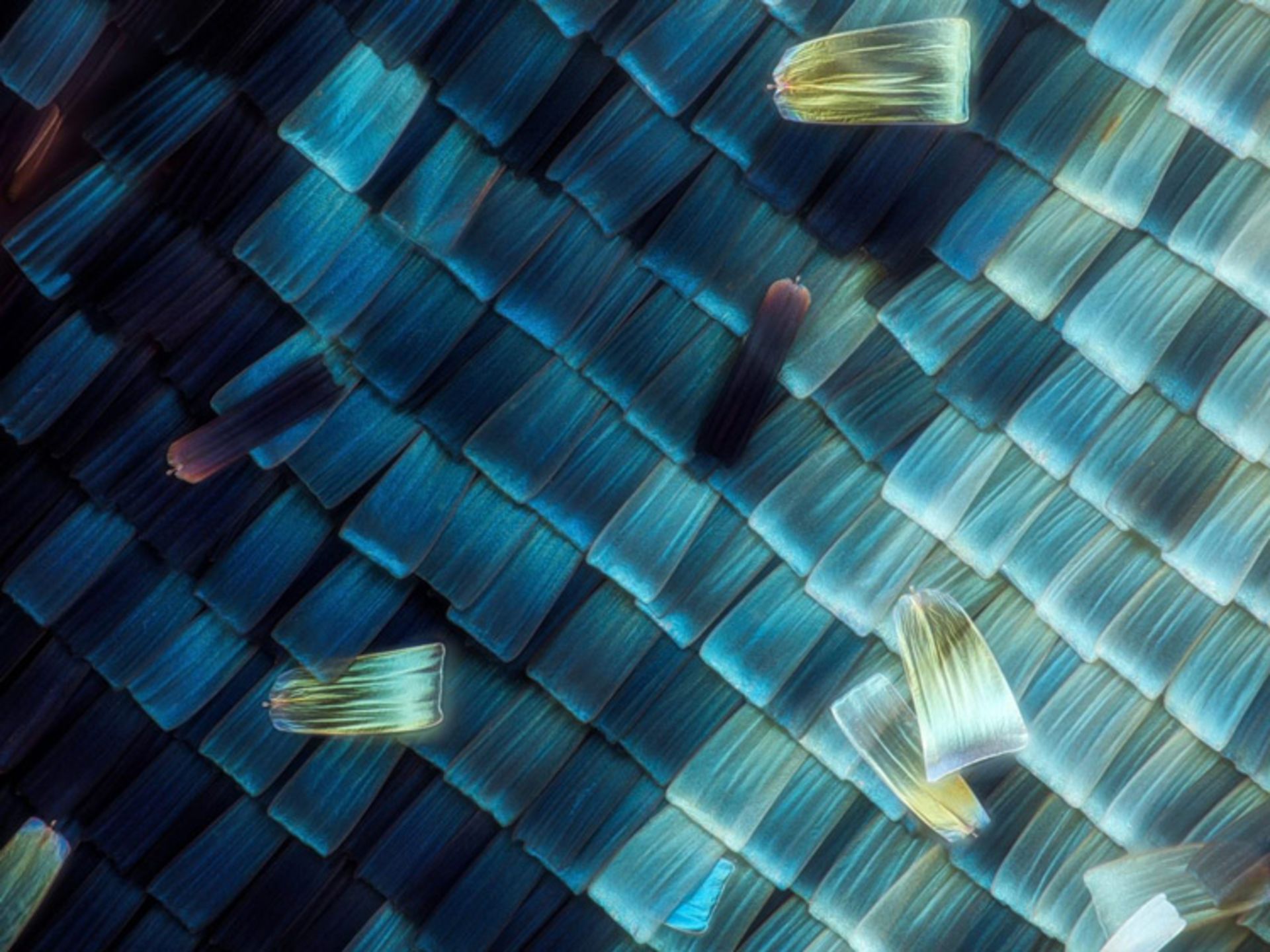 دنیای کوچک نیکون / Nikon Small World