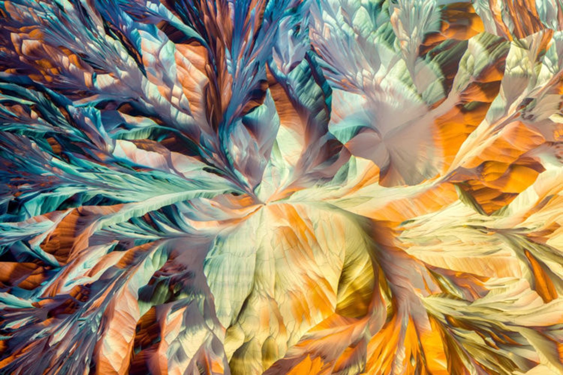 دنیای کوچک نیکون / Nikon Small World