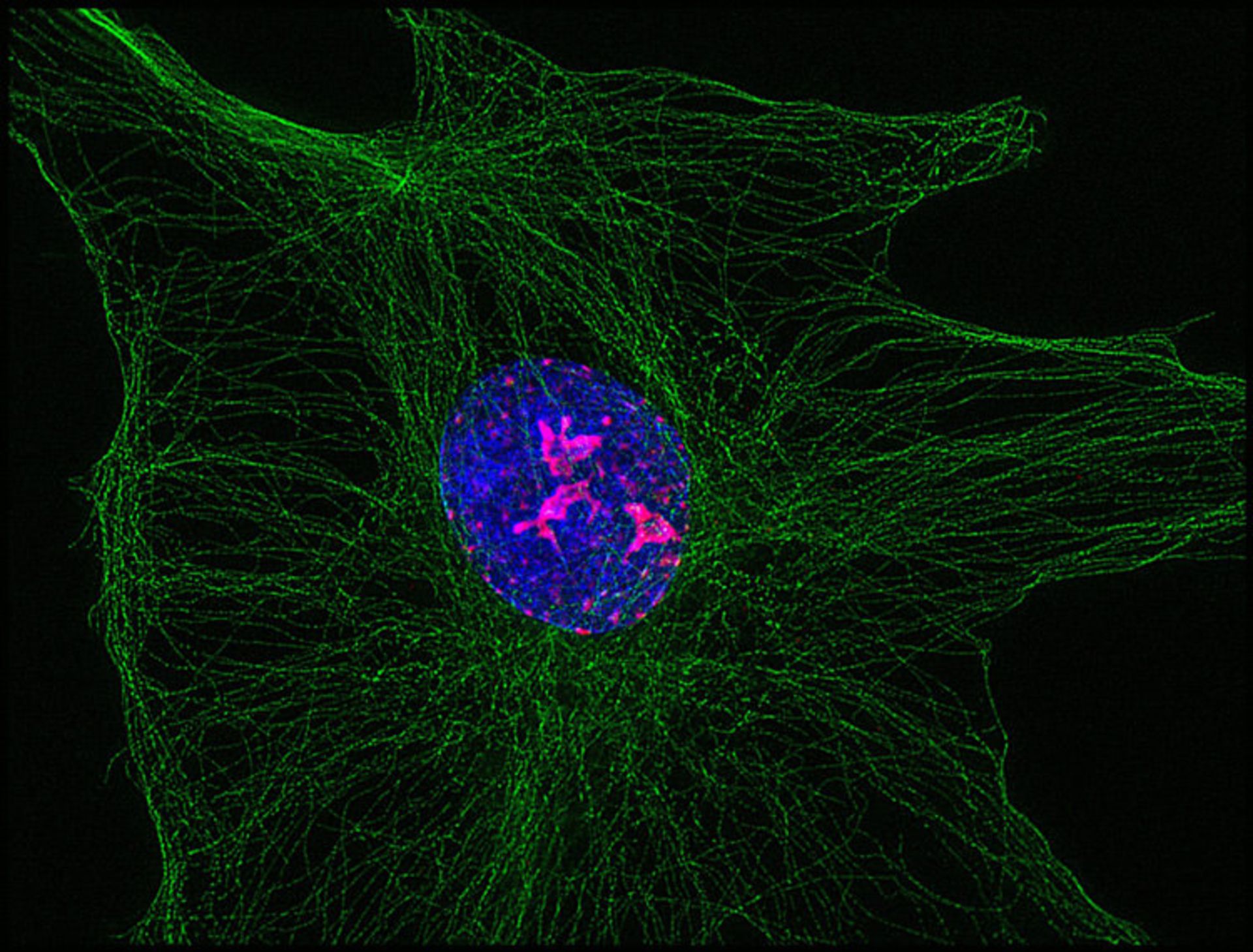 دنیای کوچک نیکون / Nikon Small World
