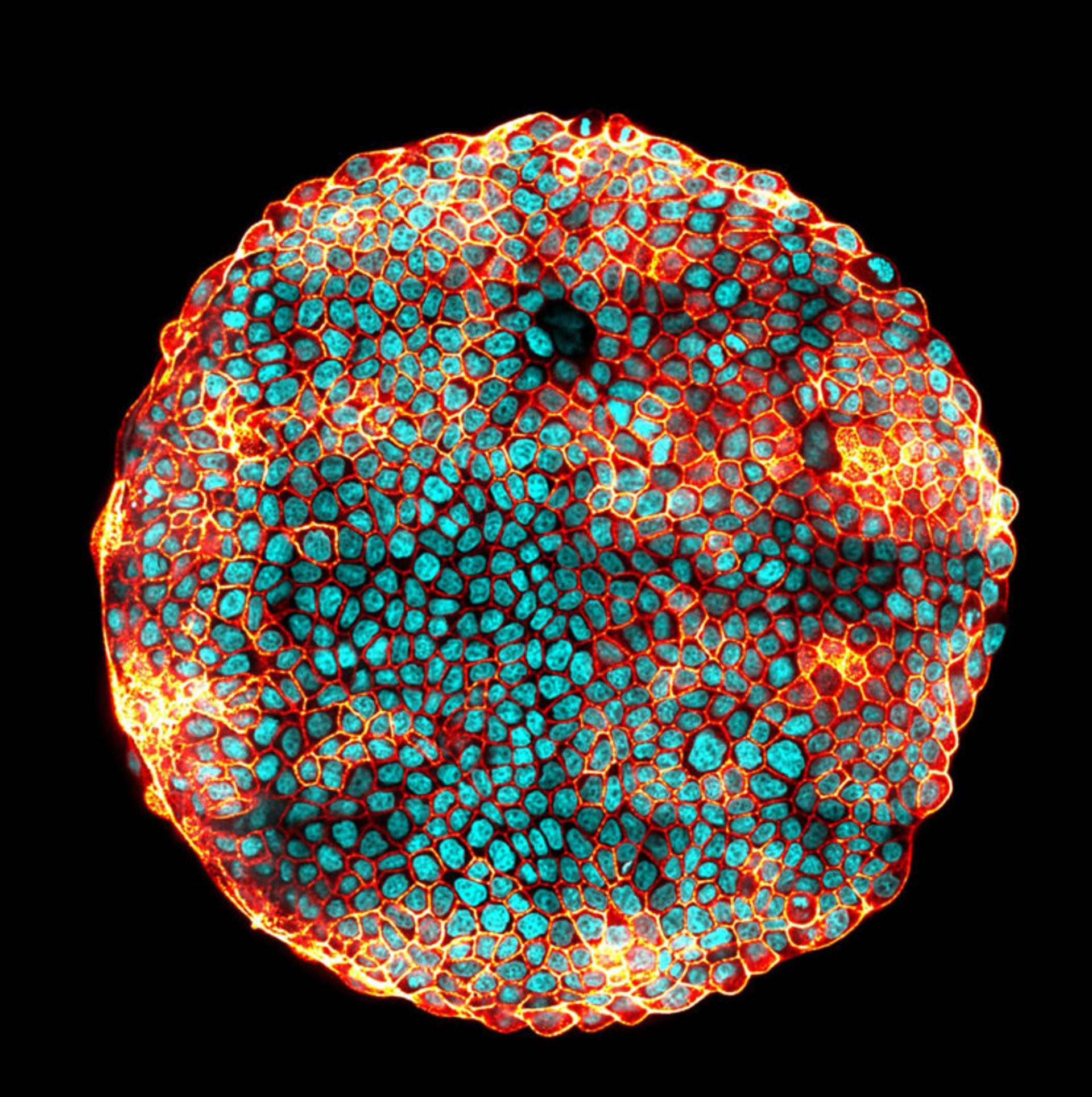 دنیای کوچک نیکون / Nikon Small World