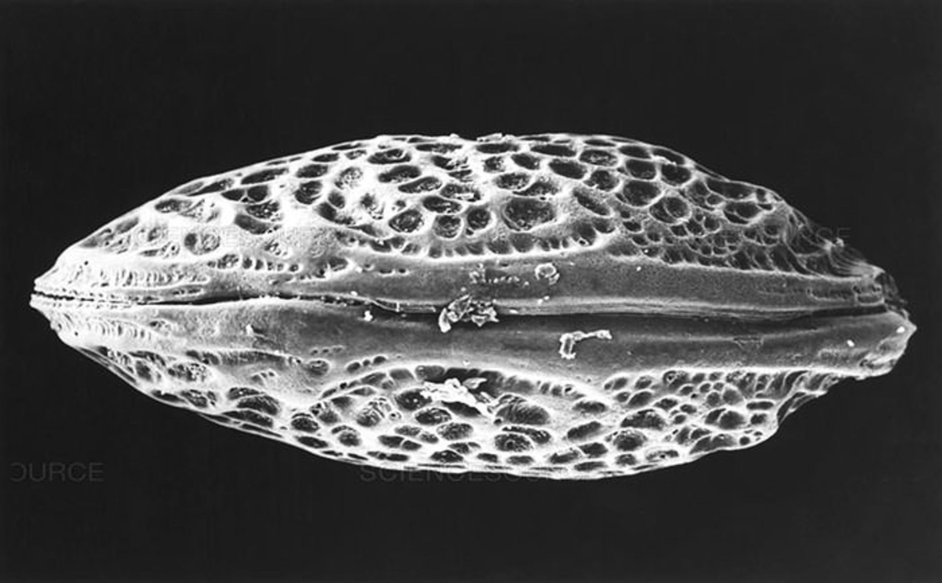 تصویر تهیه شده با میکروسکوپ SEM از فسیل استراکود