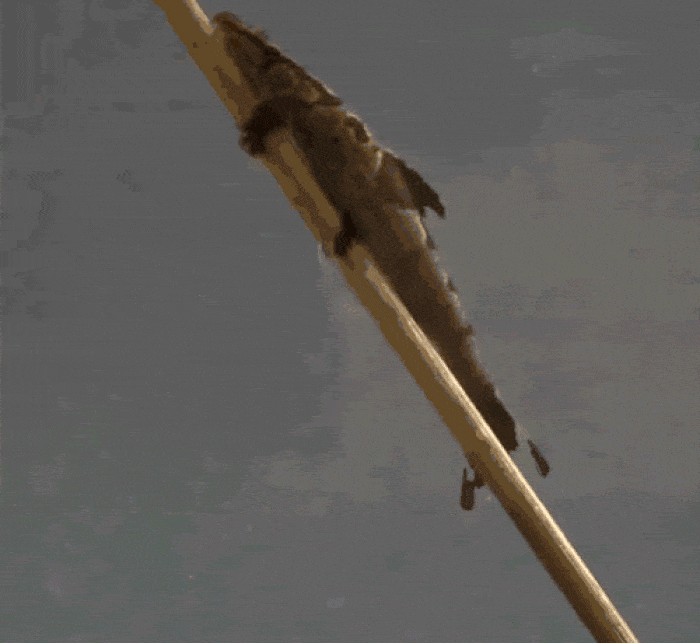حرکت ماهی Homaloptera bilineata