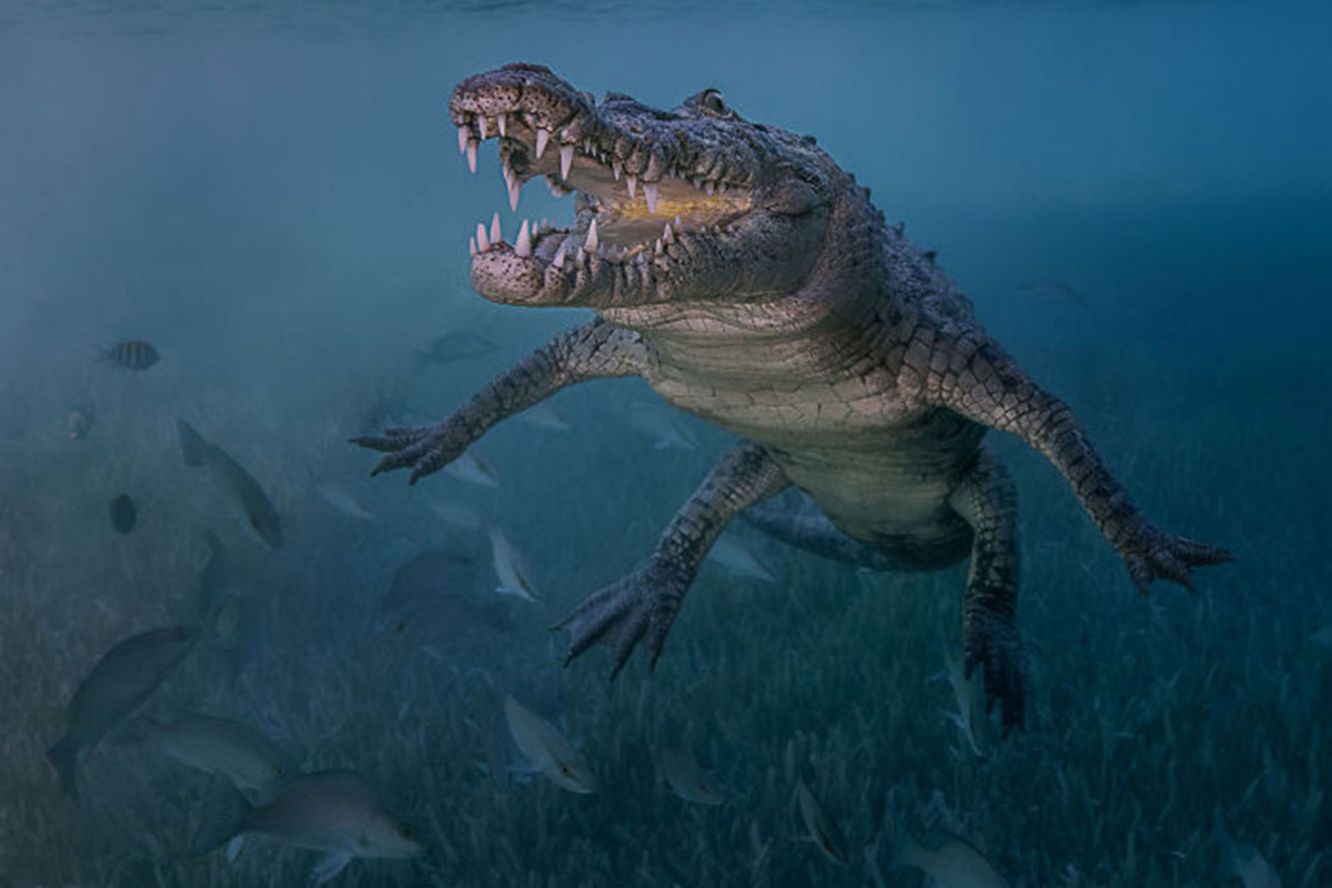 برندگان مسابقه عکسبرداری زیر آب