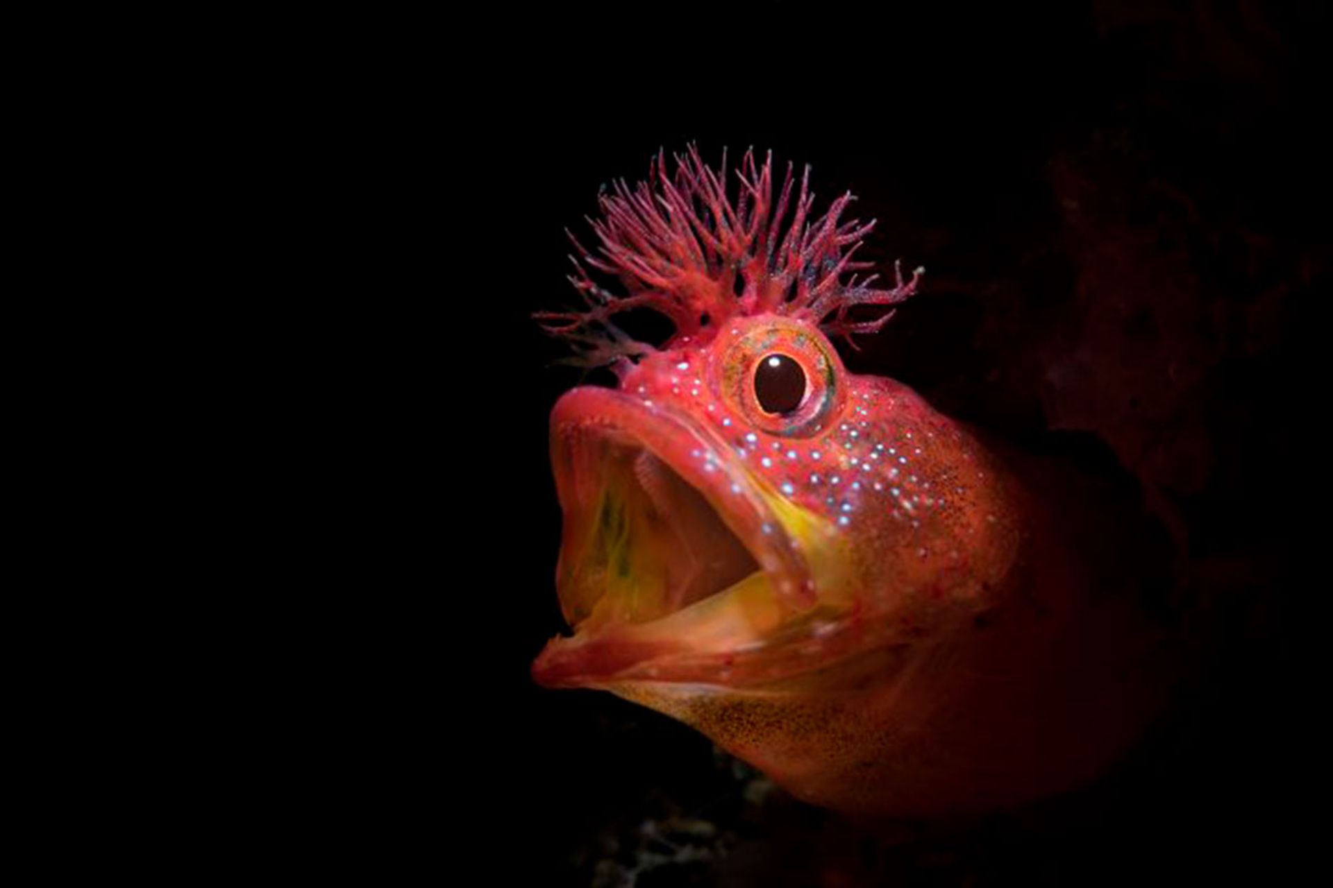 برندگان مسابقه عکسبرداری زیر آب