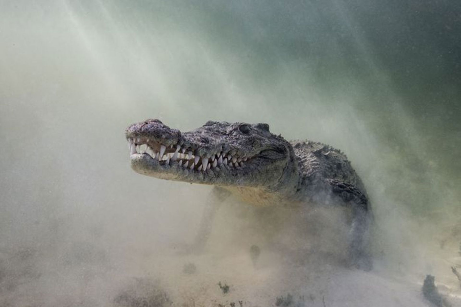 برندگان مسابقه عکسبرداری زیر آب
