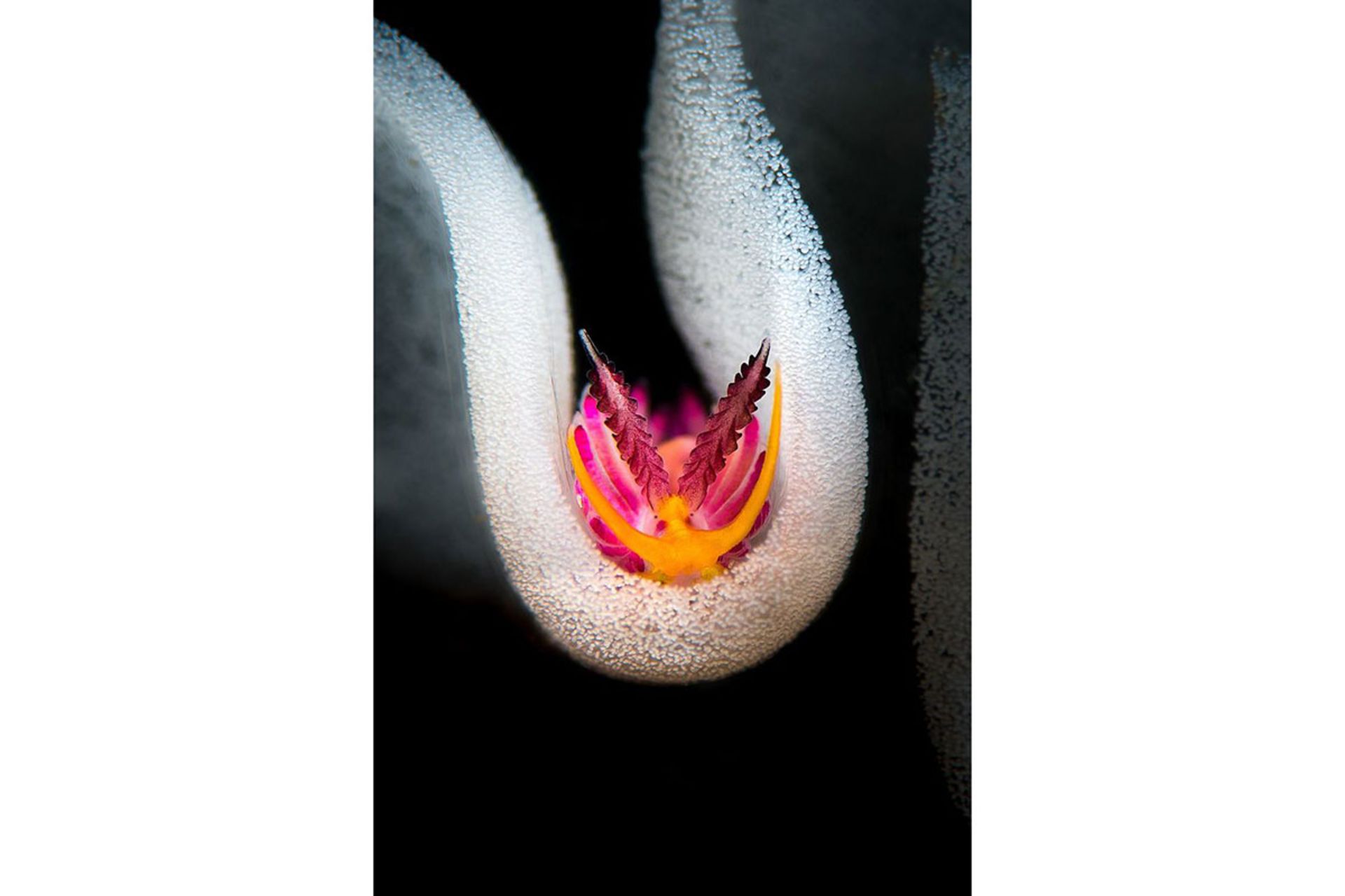 برندگان مسابقه عکسبرداری زیر آب