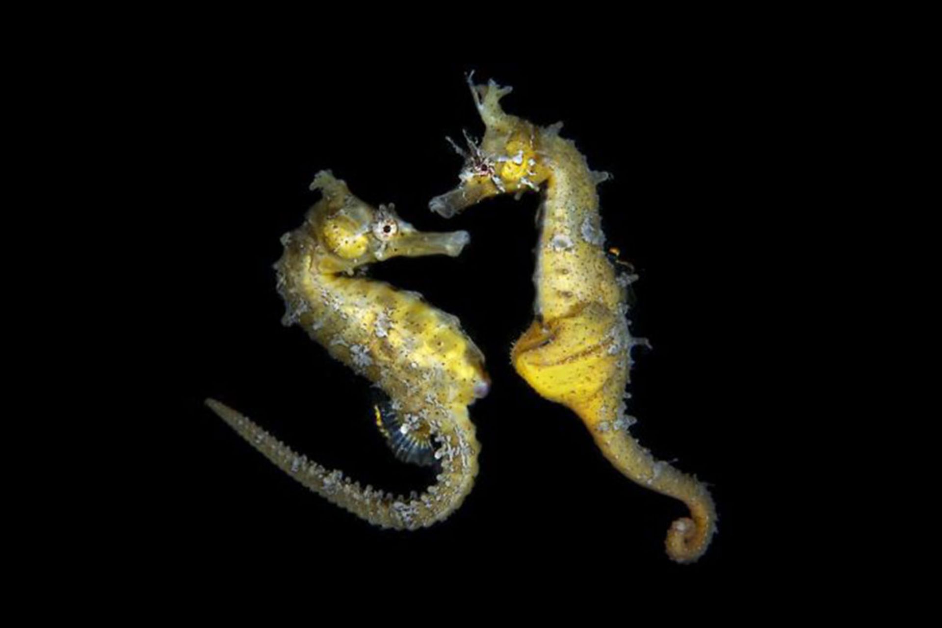 برندگان مسابقه عکسبرداری زیر آب