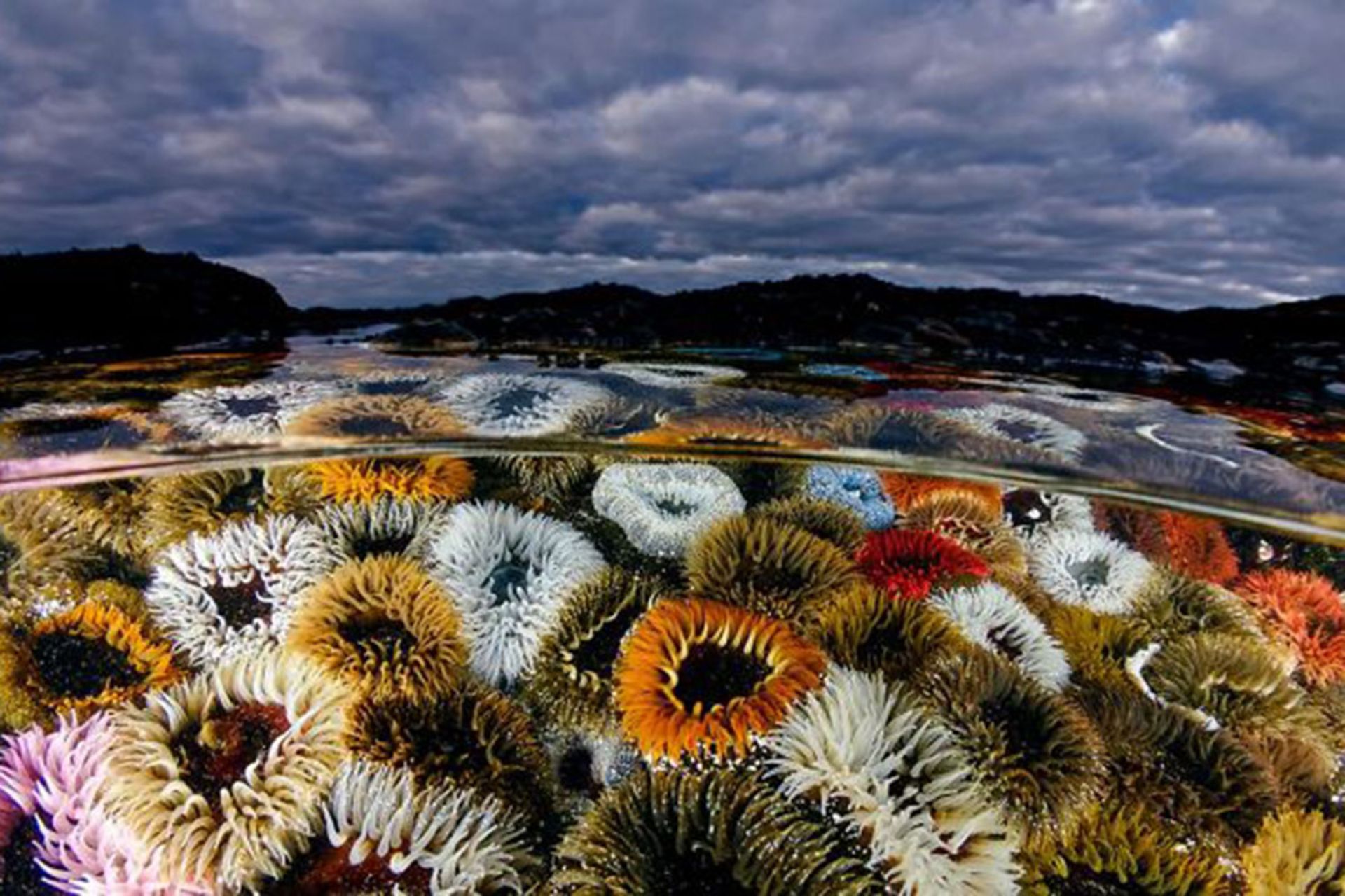 برندگان مسابقه عکسبرداری زیر آب