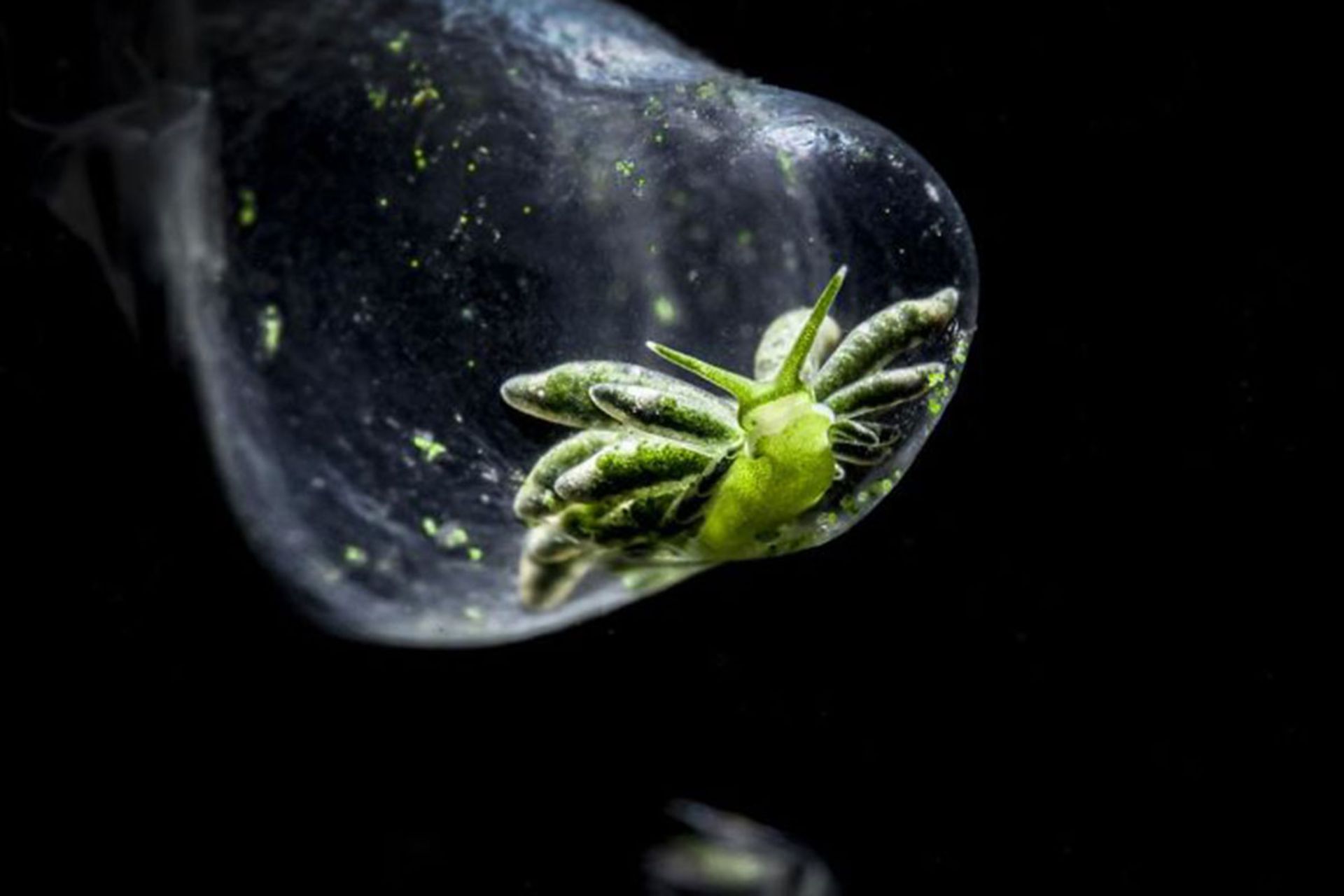 برندگان مسابقه عکسبرداری زیر آب