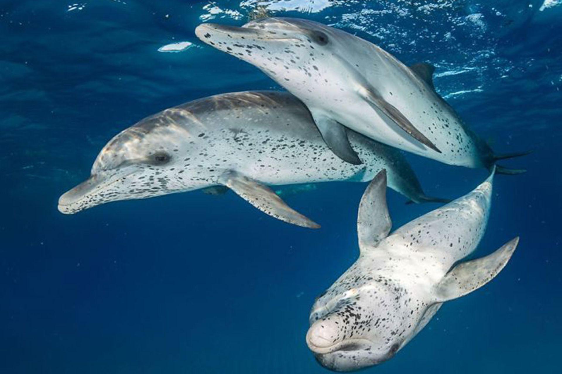 برندگان مسابقه عکسبرداری زیر آب