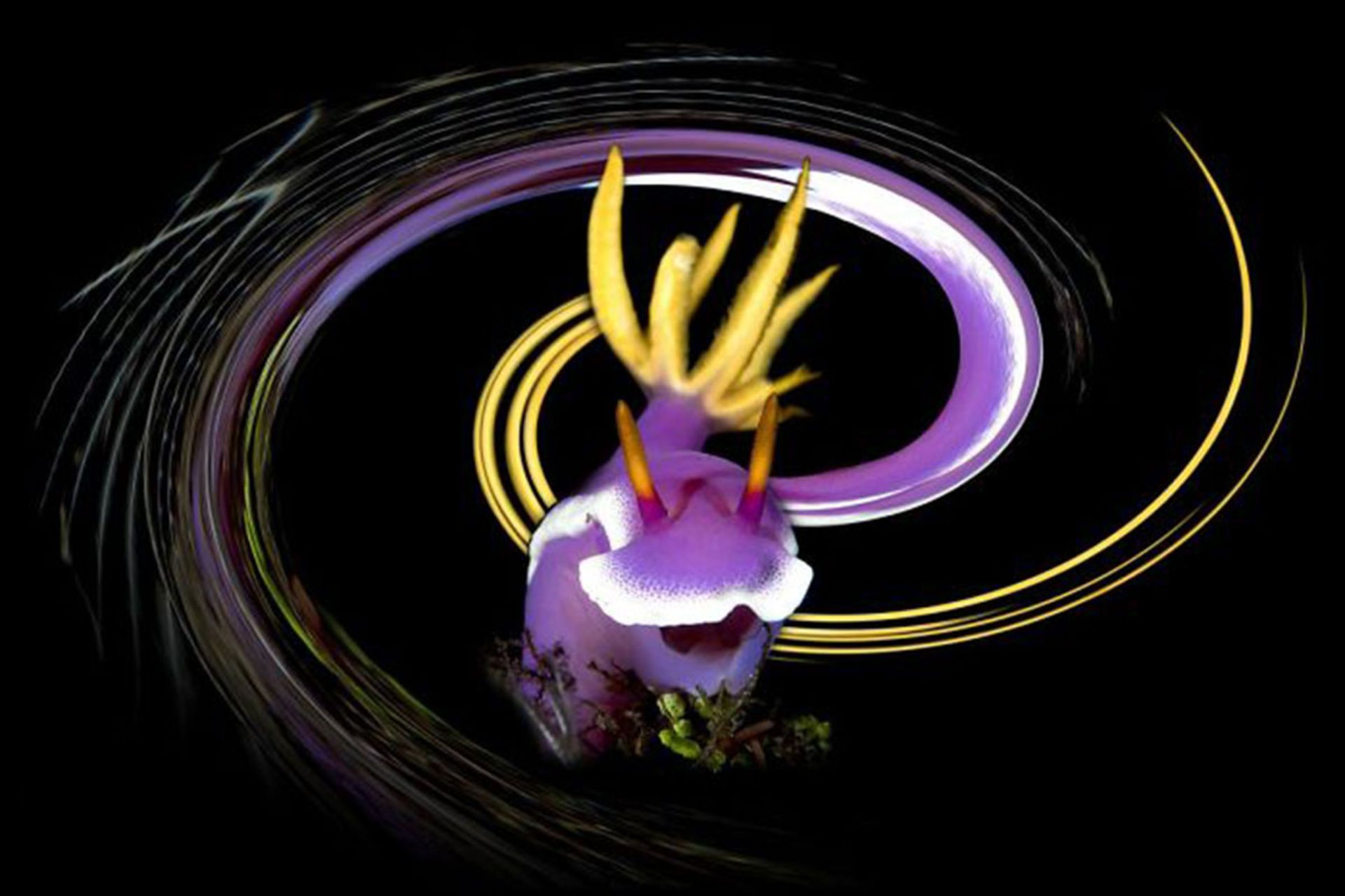 برندگان مسابقه عکسبرداری زیر آب