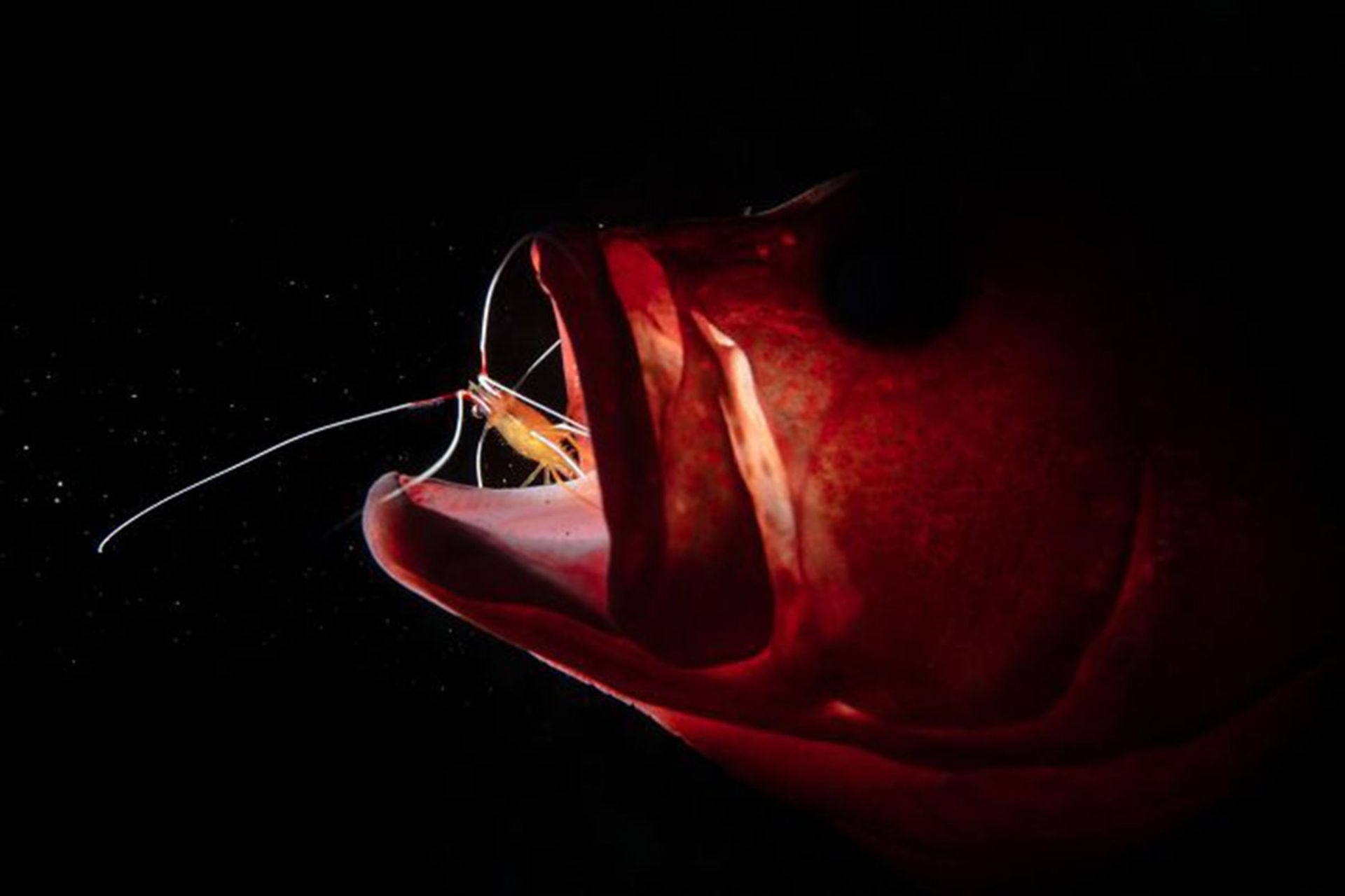 برندگان مسابقه عکسبرداری زیر آب