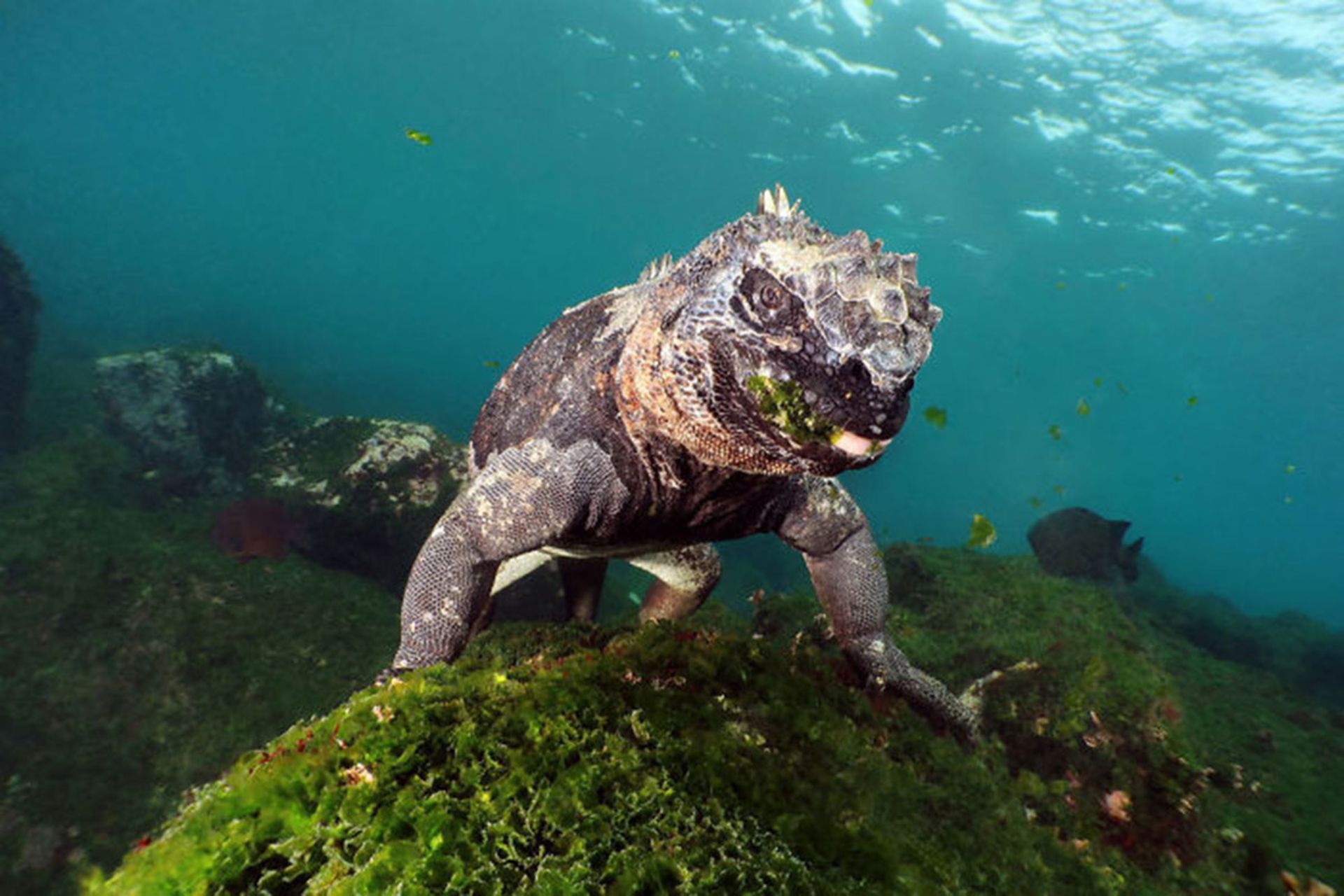 برندگان مسابقه عکسبرداری زیر آب