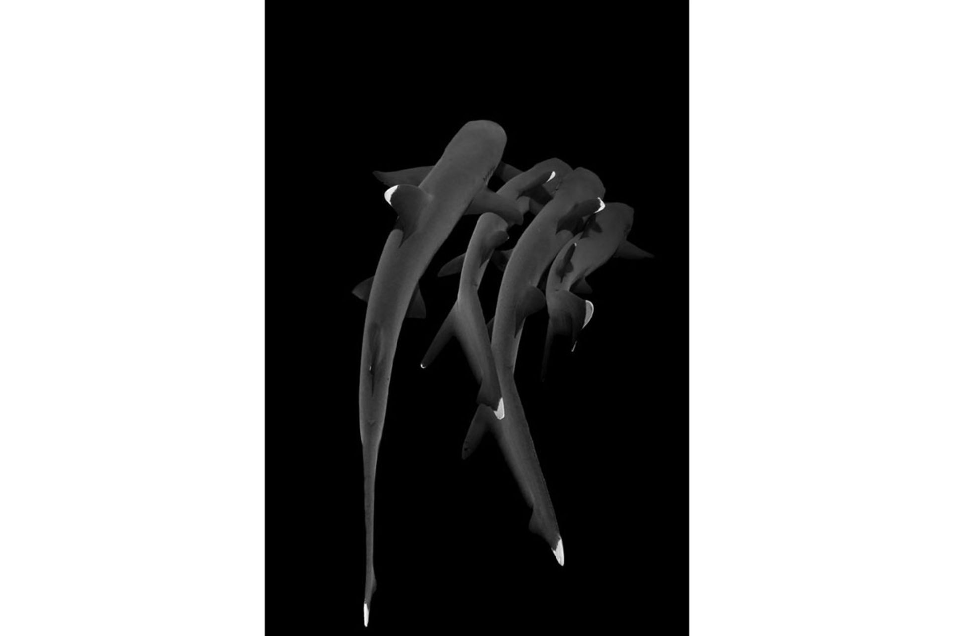 برندگان مسابقه عکسبرداری زیر آب