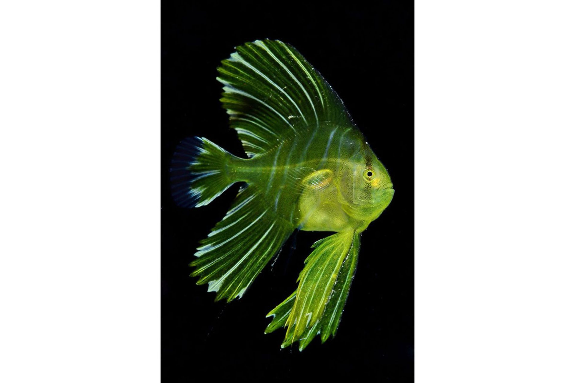 برندگان مسابقه عکسبرداری زیر آب