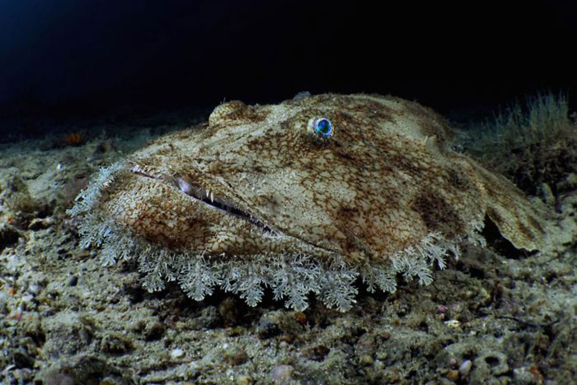 برندگان مسابقه عکسبرداری زیر آب