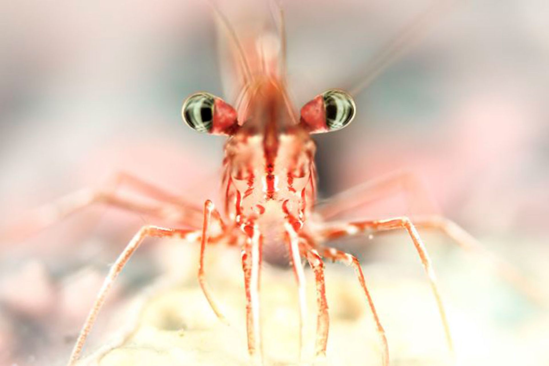 برندگان مسابقه عکسبرداری زیر آب