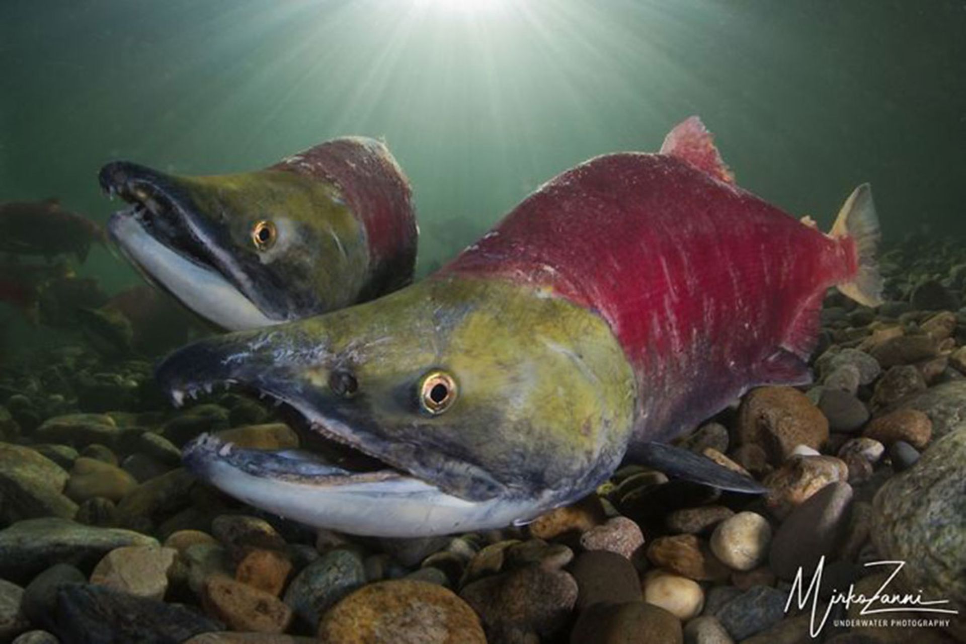 برندگان مسابقه عکسبرداری زیر آب