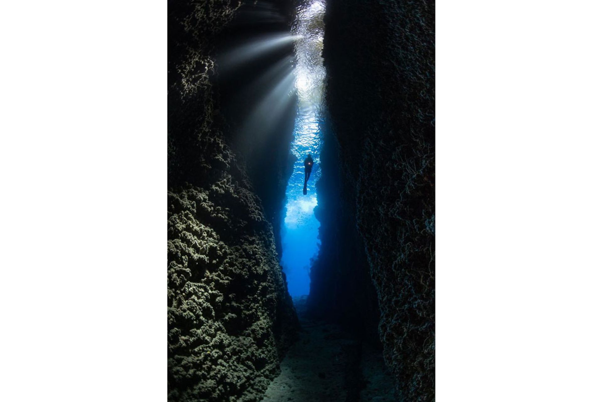 برندگان مسابقه عکسبرداری زیر آب