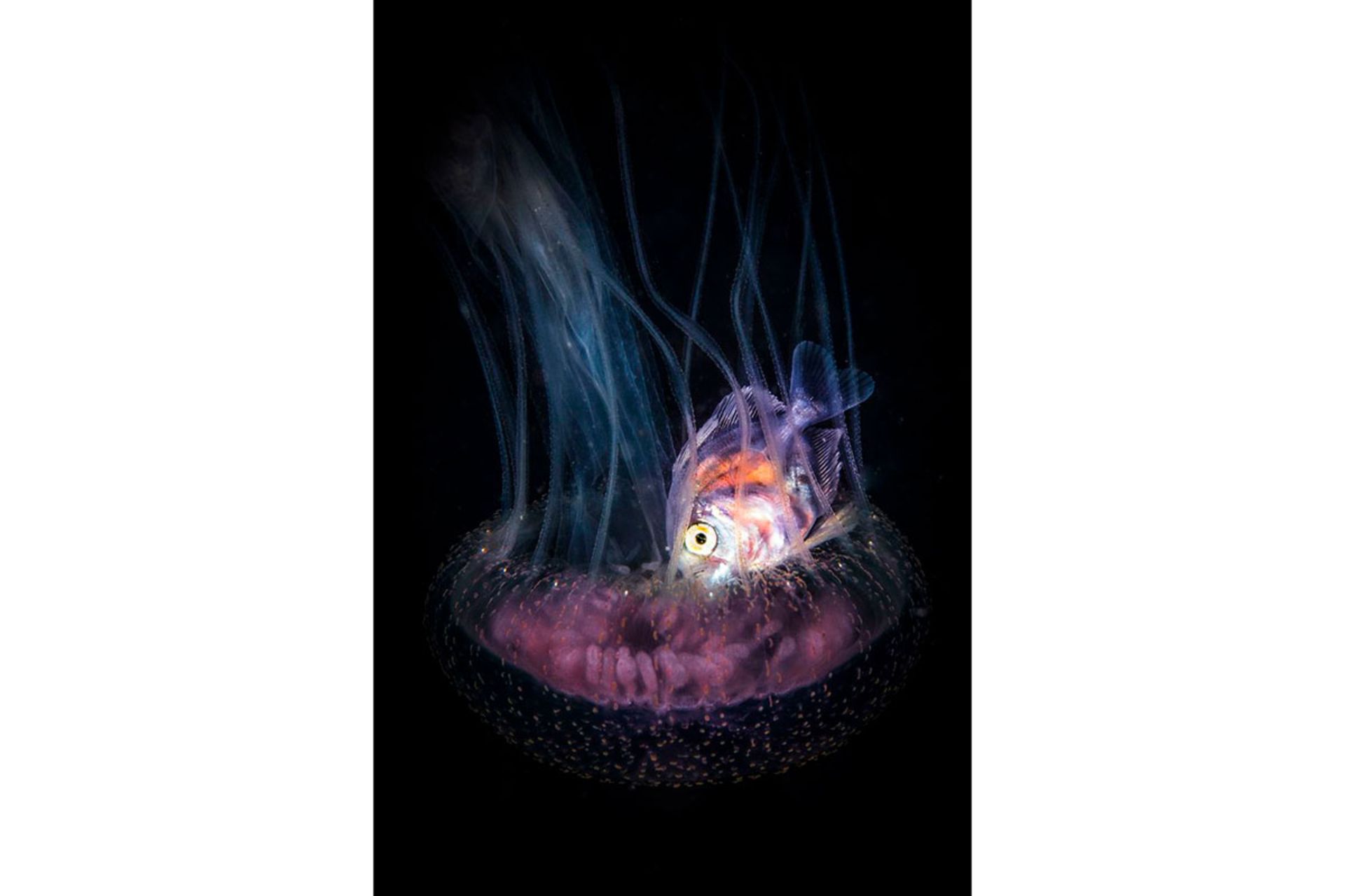 برندگان مسابقه عکسبرداری زیر آب