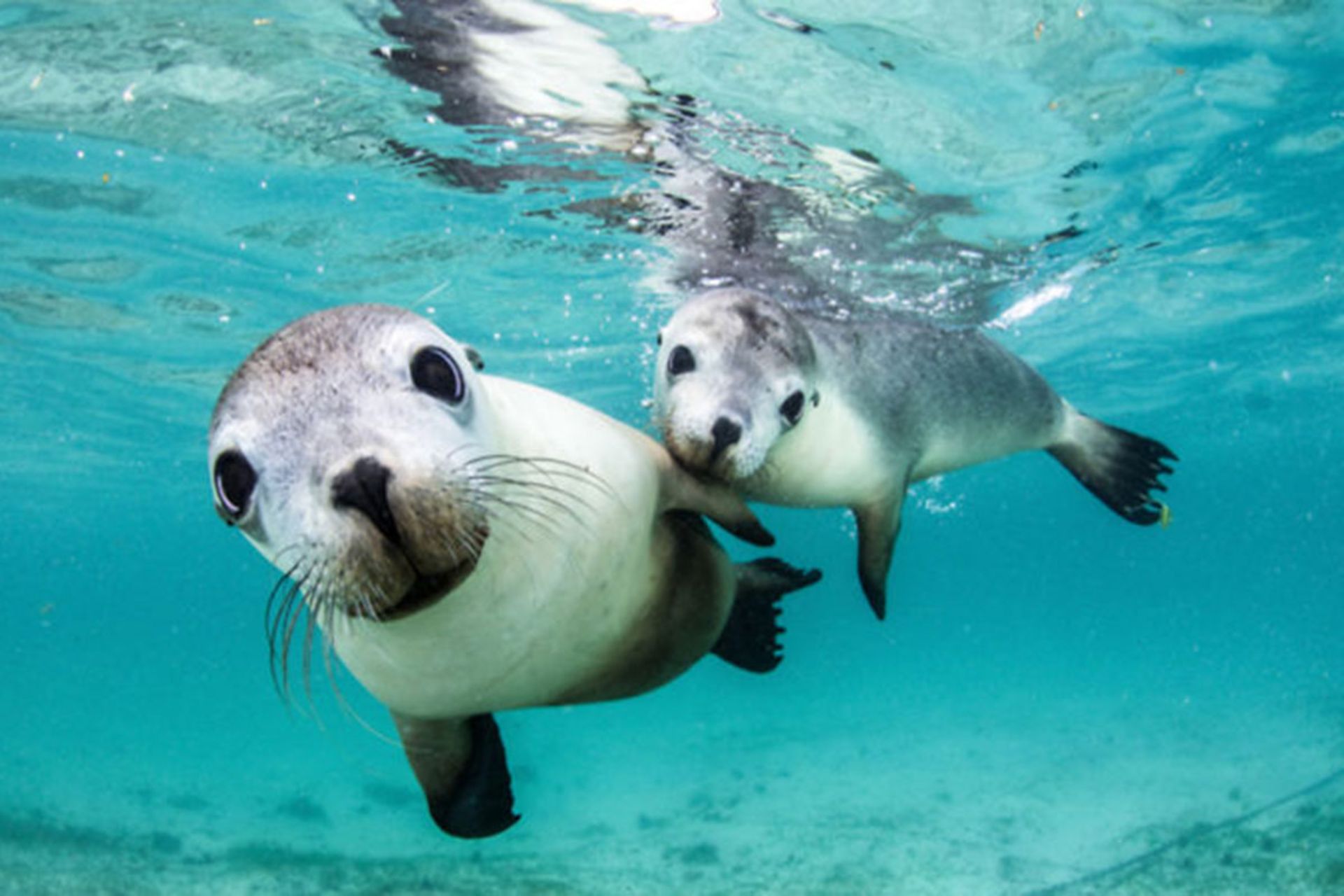 برندگان مسابقه عکسبرداری زیر آب