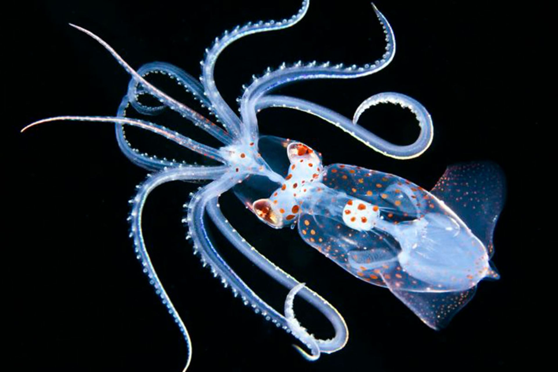 برندگان مسابقه عکسبرداری زیر آب