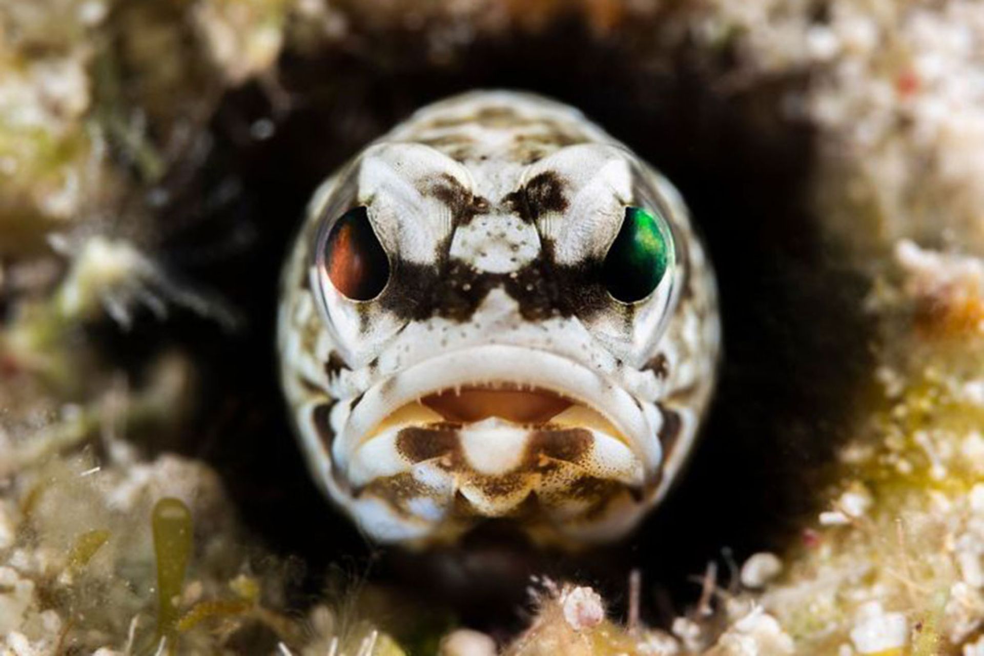 برندگان مسابقه عکسبرداری زیر آب