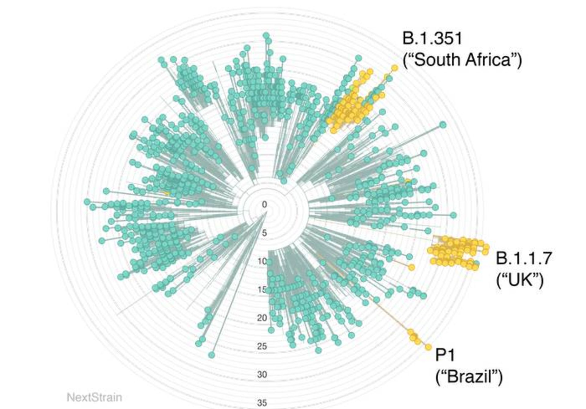 پیدایش واریانت های ویروس کرونا / new variants of coronavirus