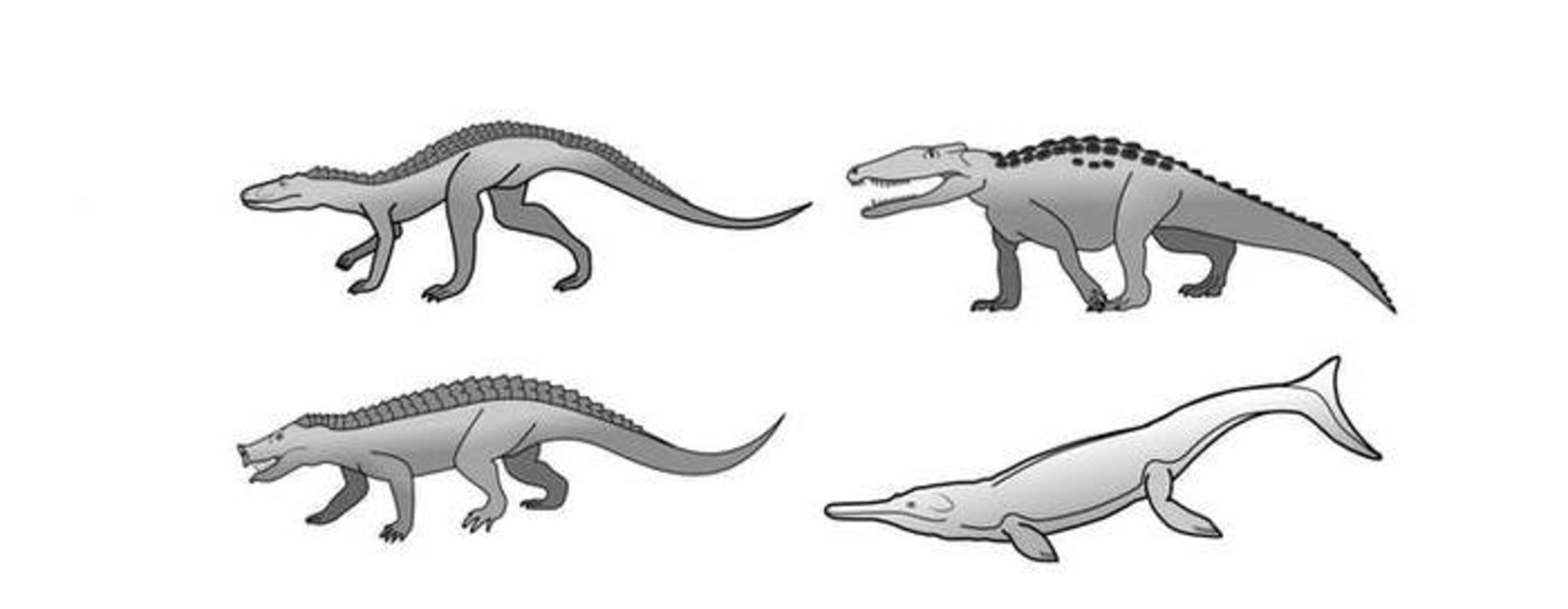 مرجع متخصصين ايران تمساح هاي پيش از تاريخ / crocodiles from prehistory