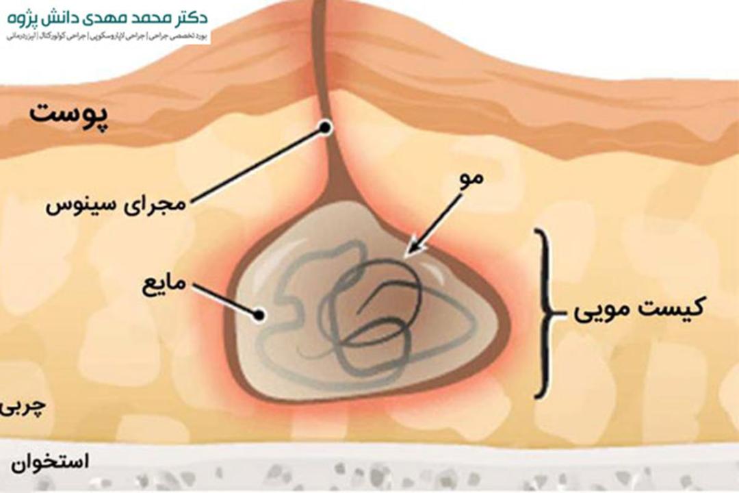 daneshpajouh-2
