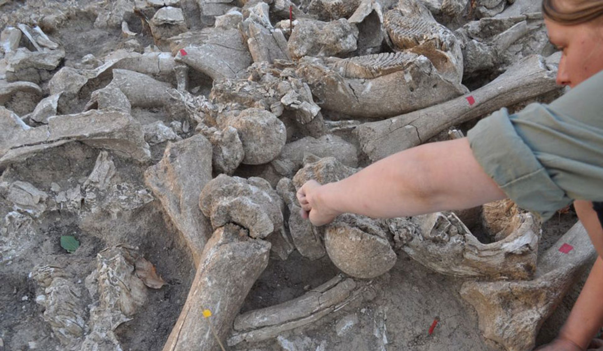 کشف بنایی از استخوان ماموت بازمانده از عصر یخبندان