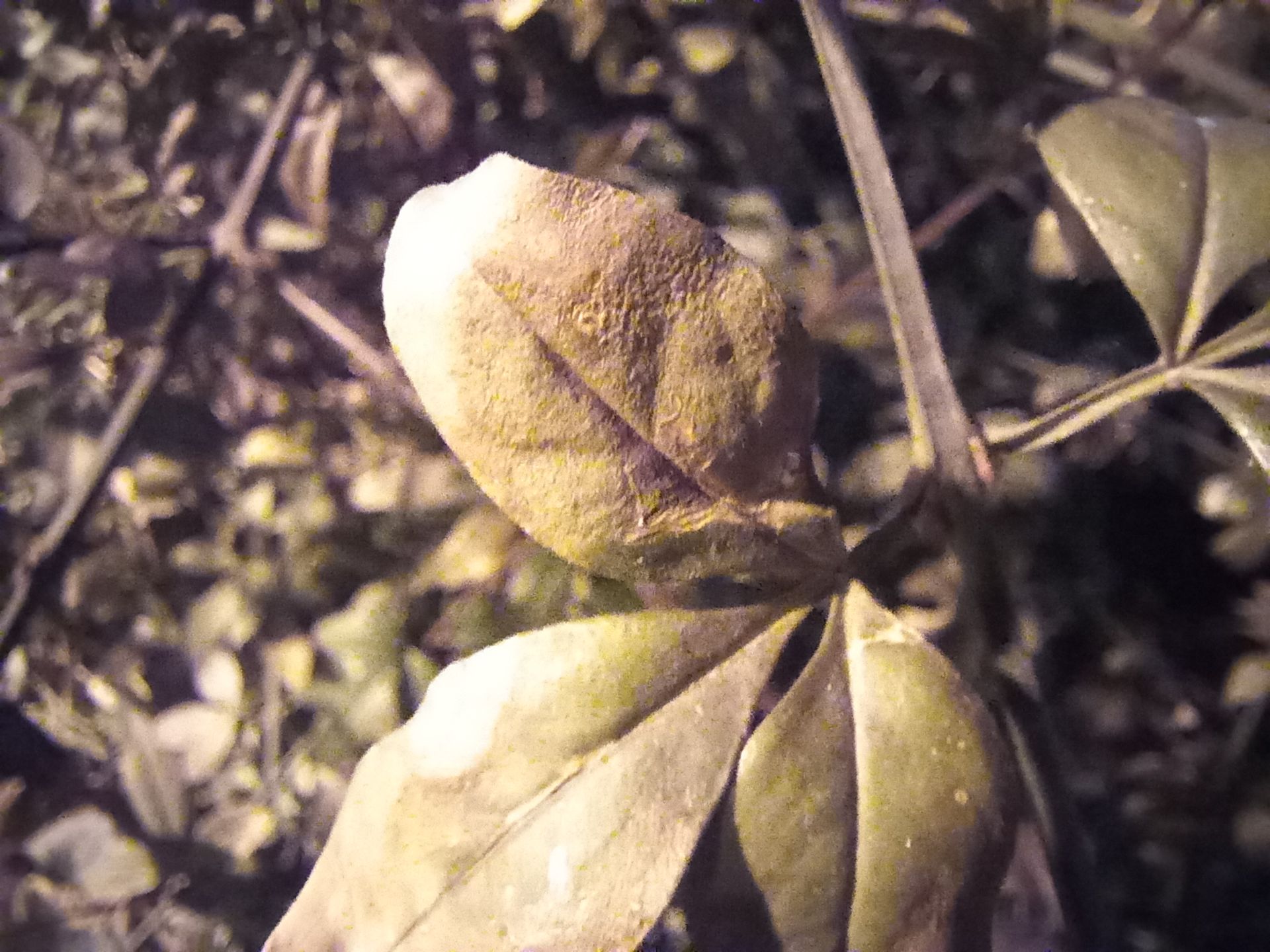 نمونه عکس دوربین ماکرو گلکسی A12 سامسونگ در تاریکی شب - برگ گیاه