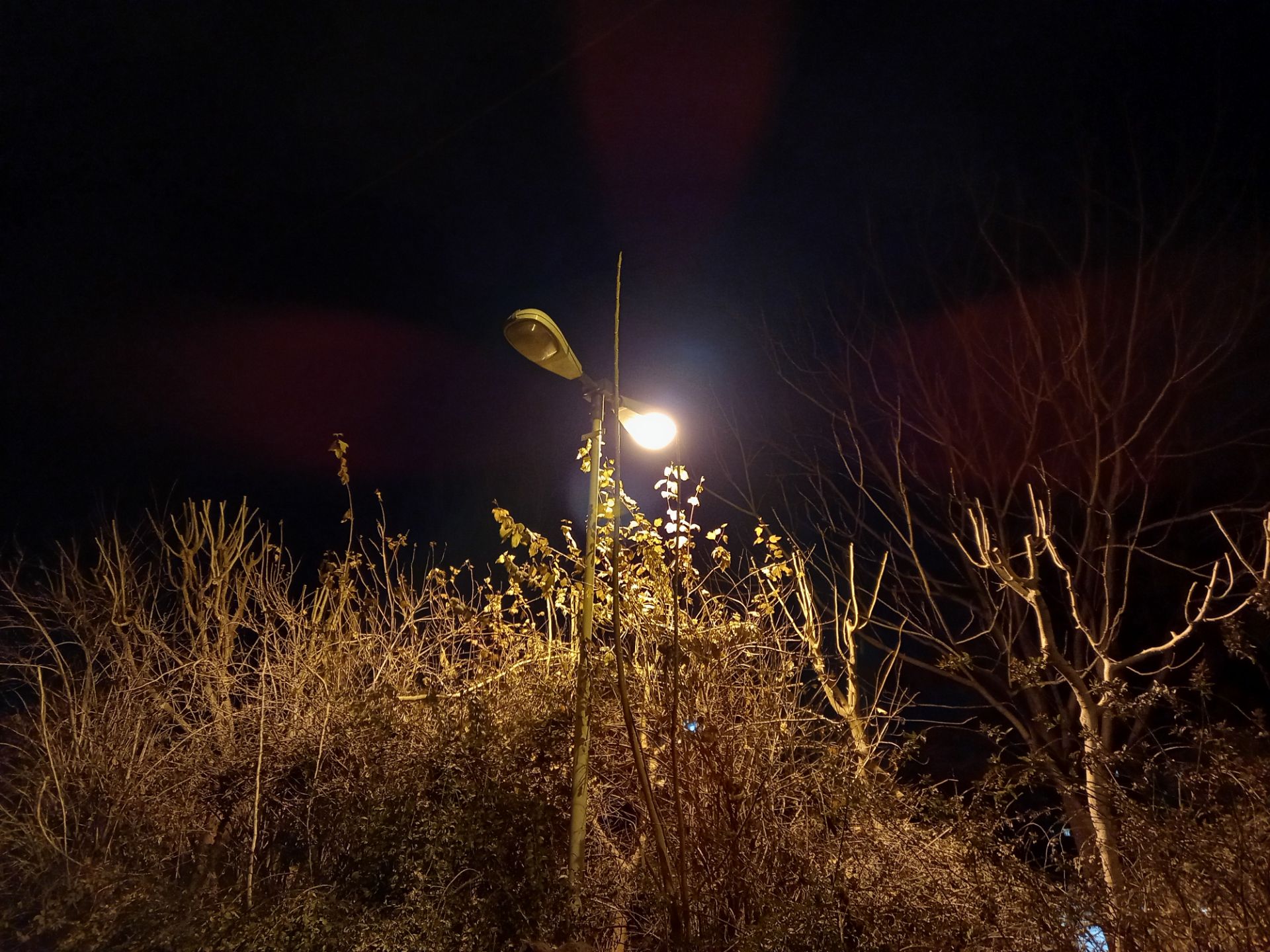 نمونه عکس دوربین اصلی گلکسی A12 سامسونگ در تاریکی شب - تابیدن نور به درخت