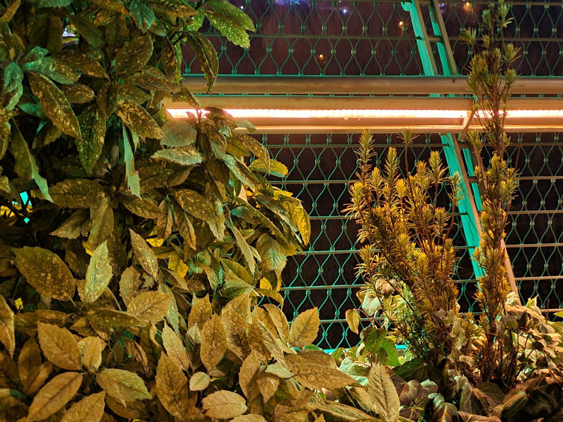 عکس نمونه دوربین تله‌فوتو گلکسی S20 FE در تاریکی - گل و گیاه پارک آب و آتش