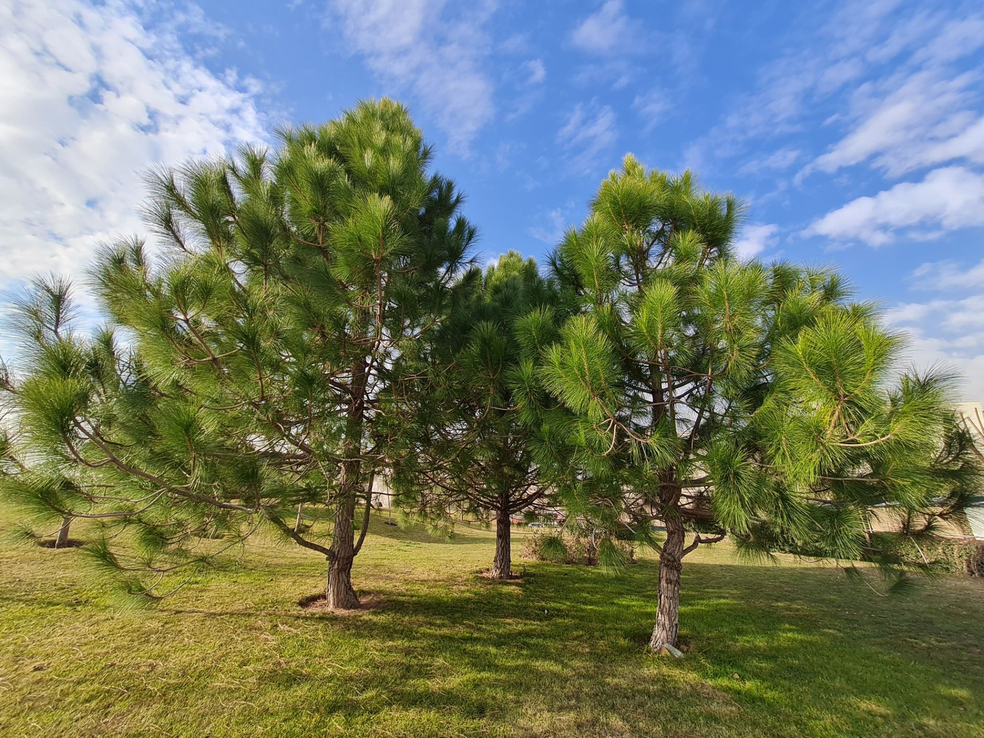 مرجع متخصصين ايران عكس نمونه دوربين اولتراوايد گلكسي S20 FE در طول روز - درختان پارك آب و آتش